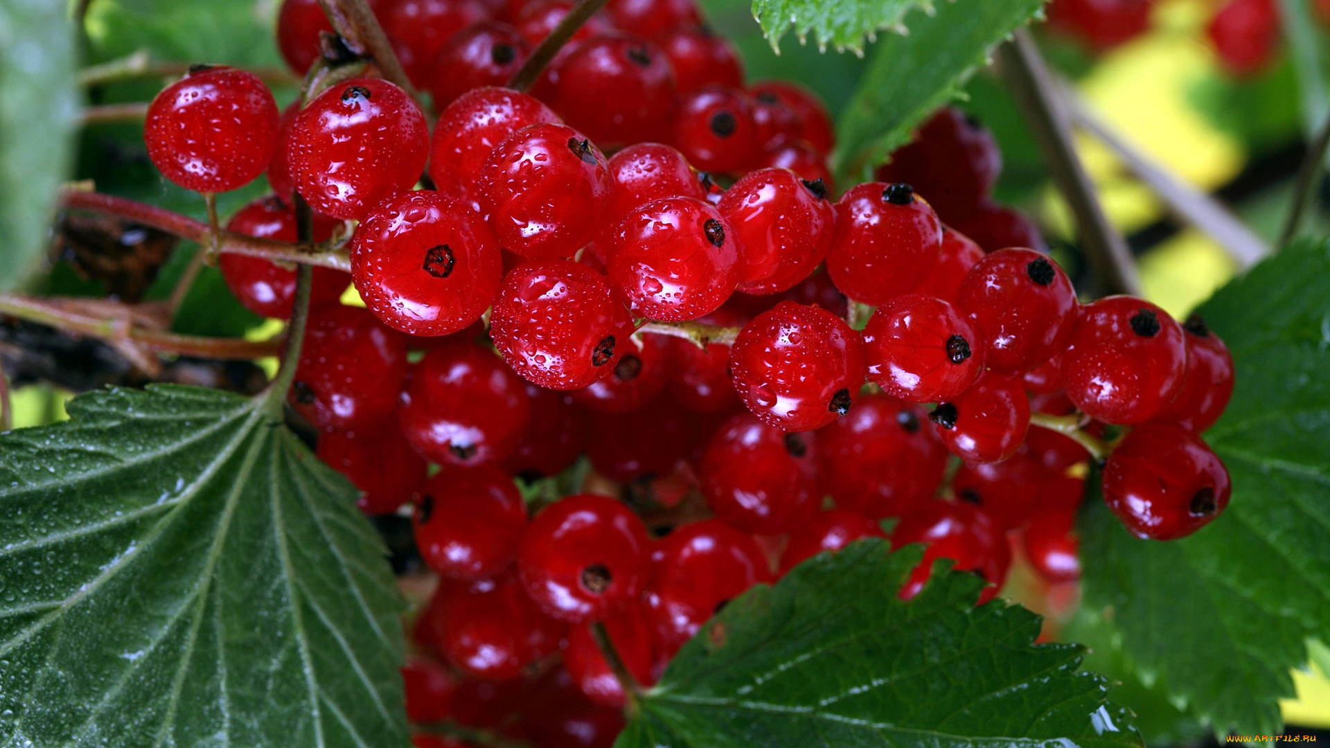 природа, Ягоды, смородина