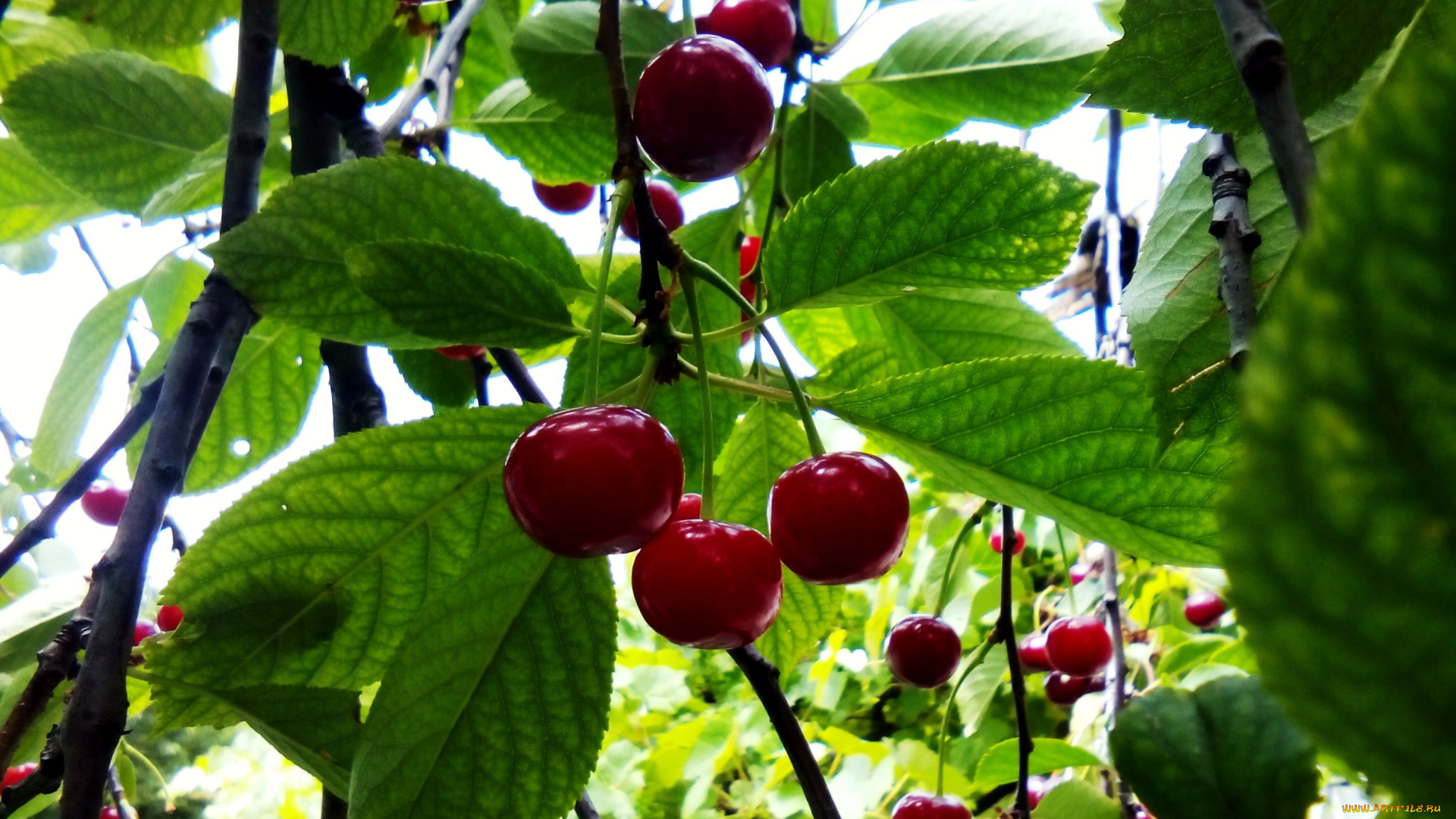 природа, Ягоды, вишня