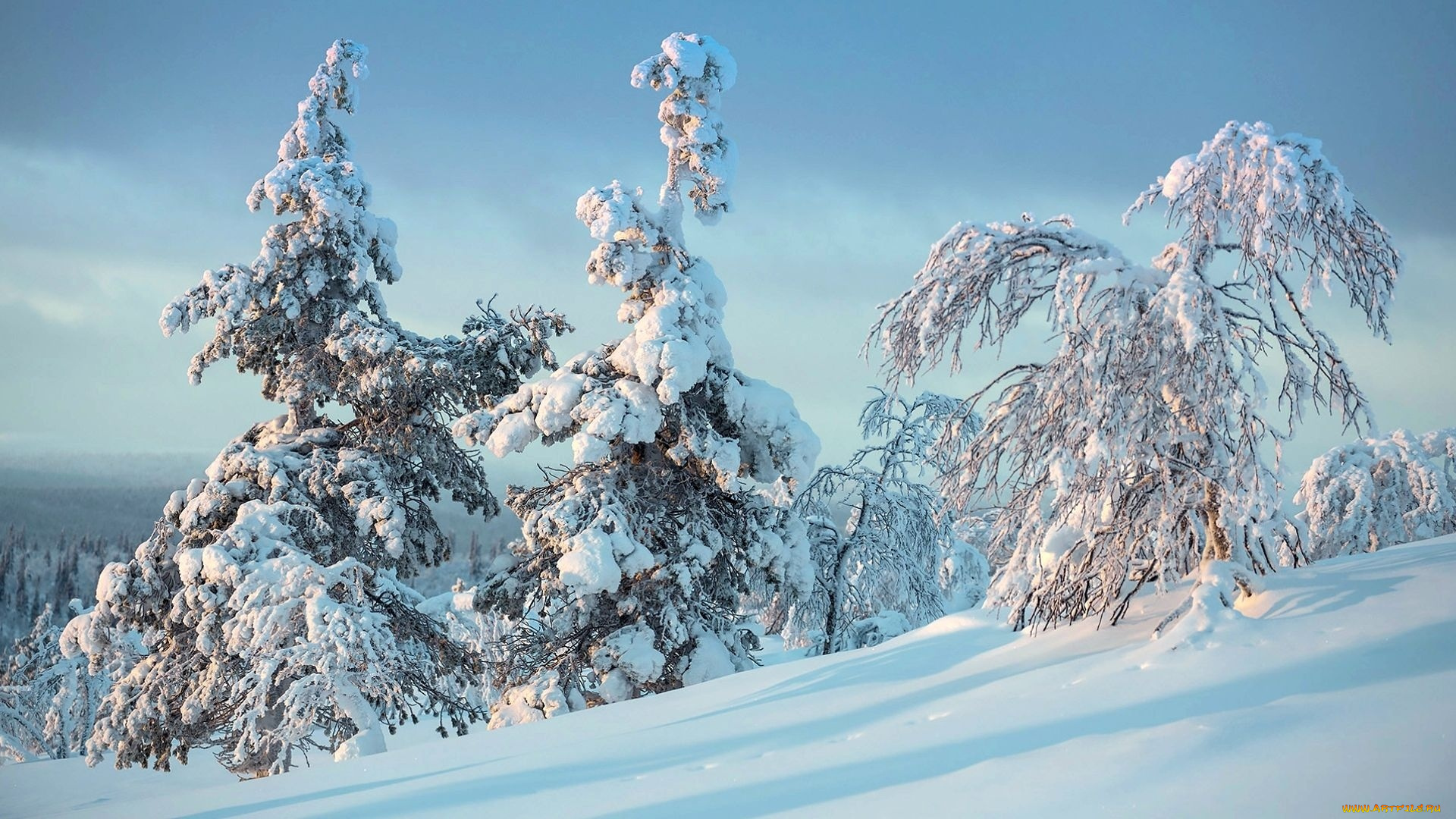 природа, зима, деревья, снег