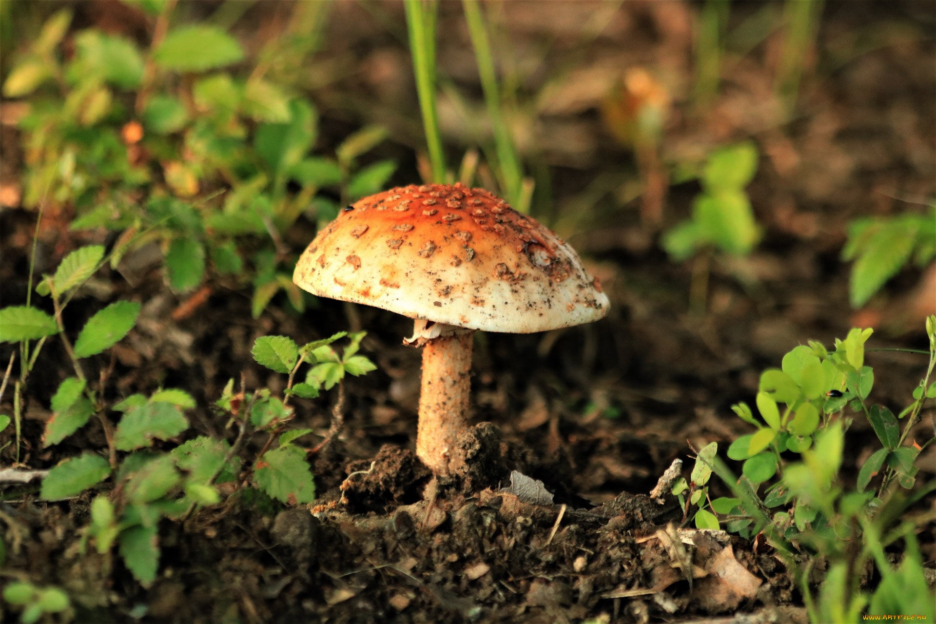 природа, грибы, , мухомор, одиночка
