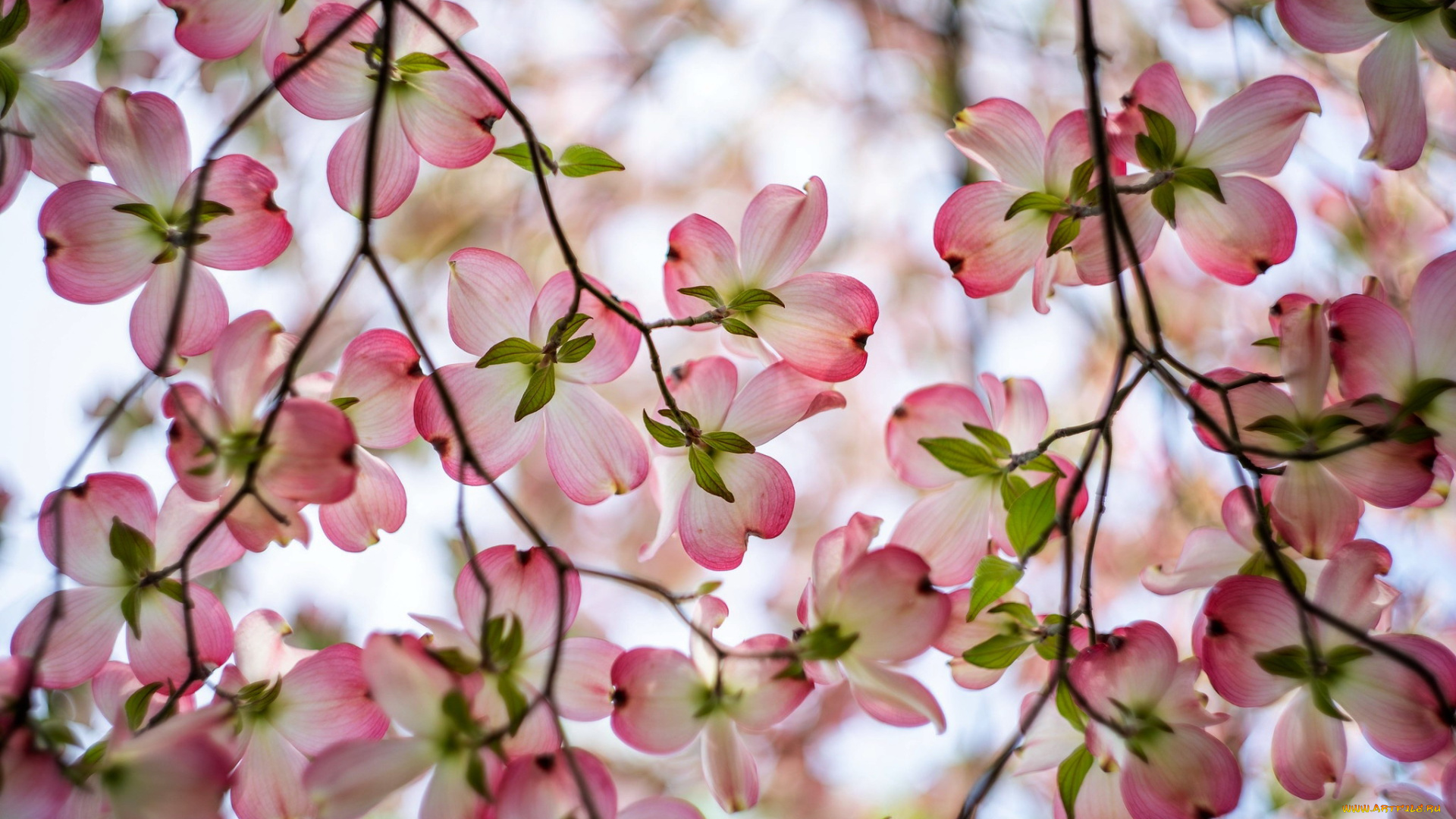 цветы, кизил, ветка