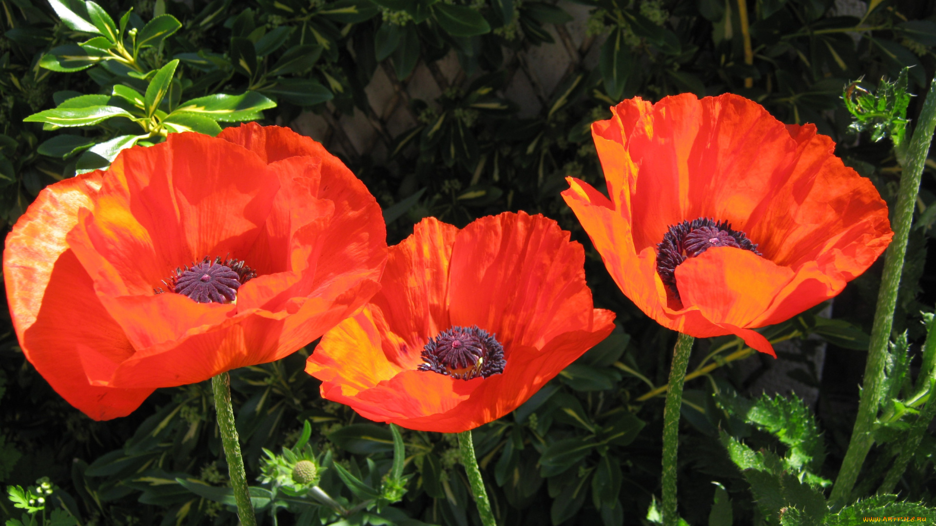 цветы, маки