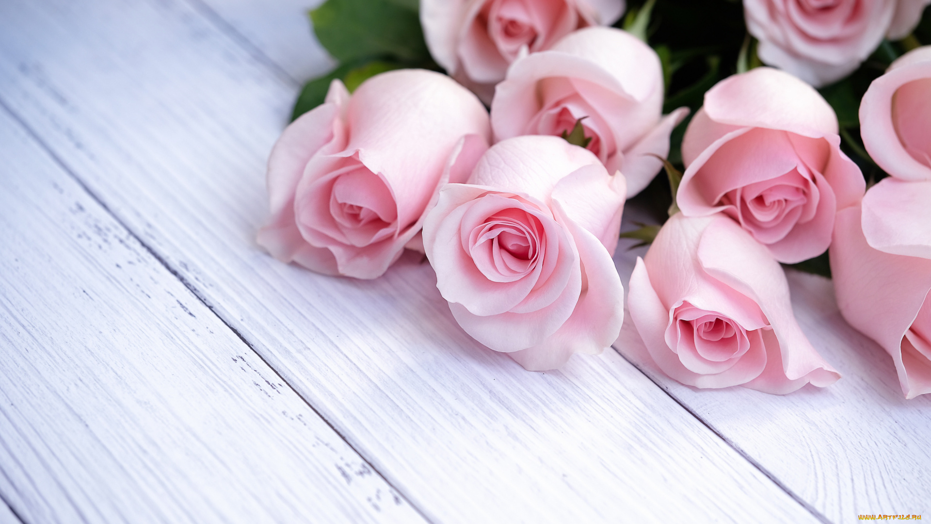 цветы, розы, бутоны