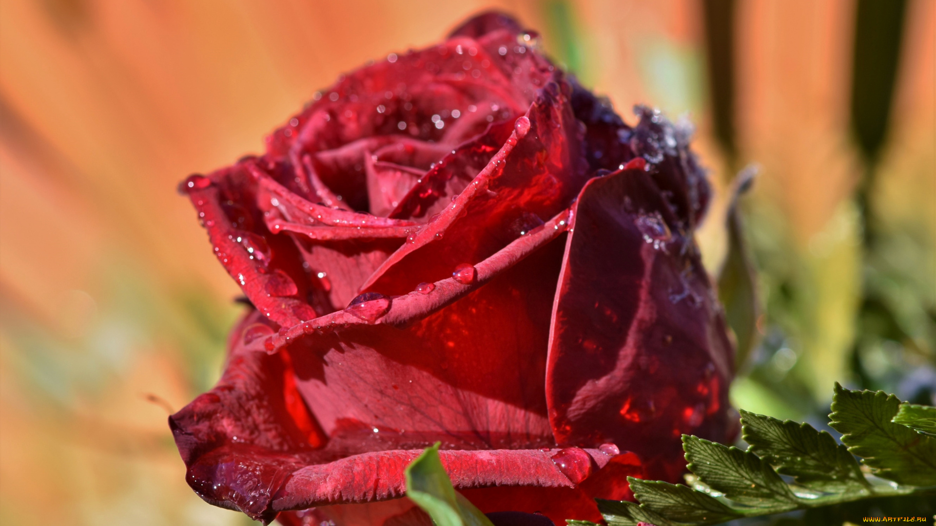 цветы, розы, красная