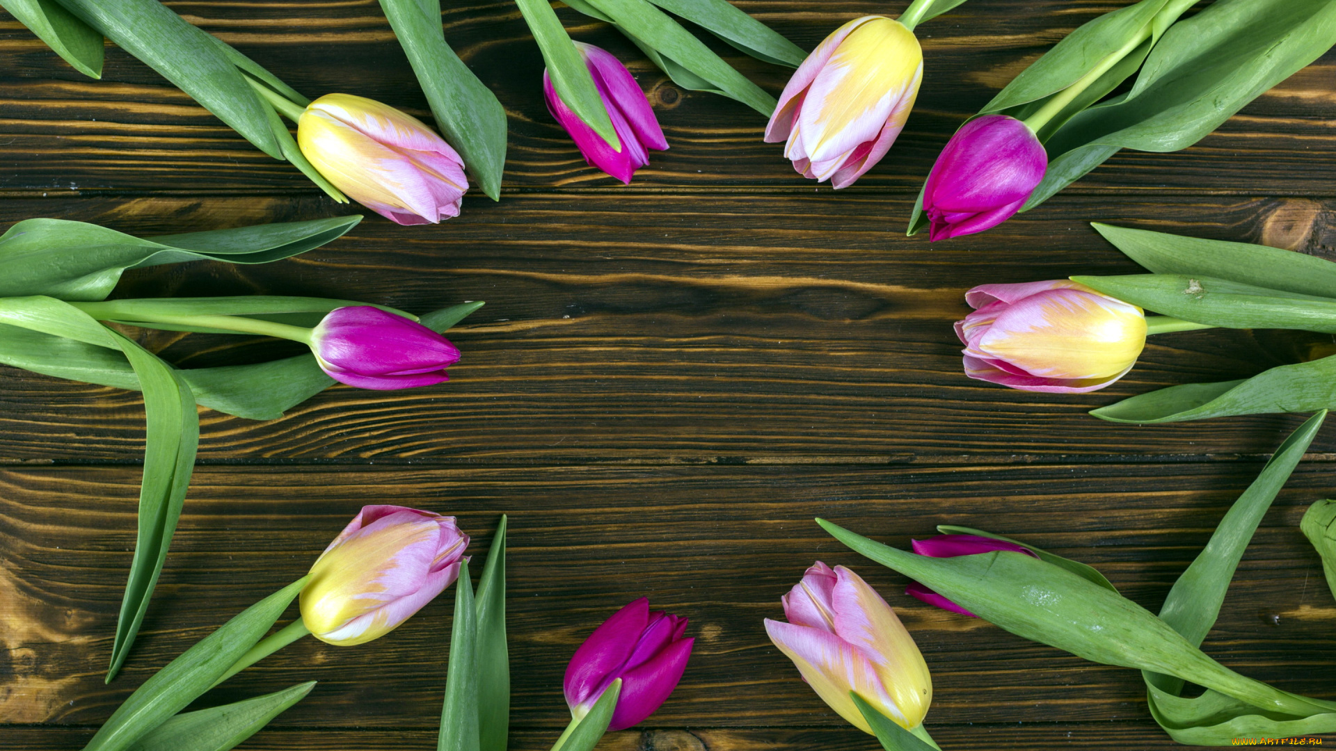 цветы, тюльпаны, бутоны