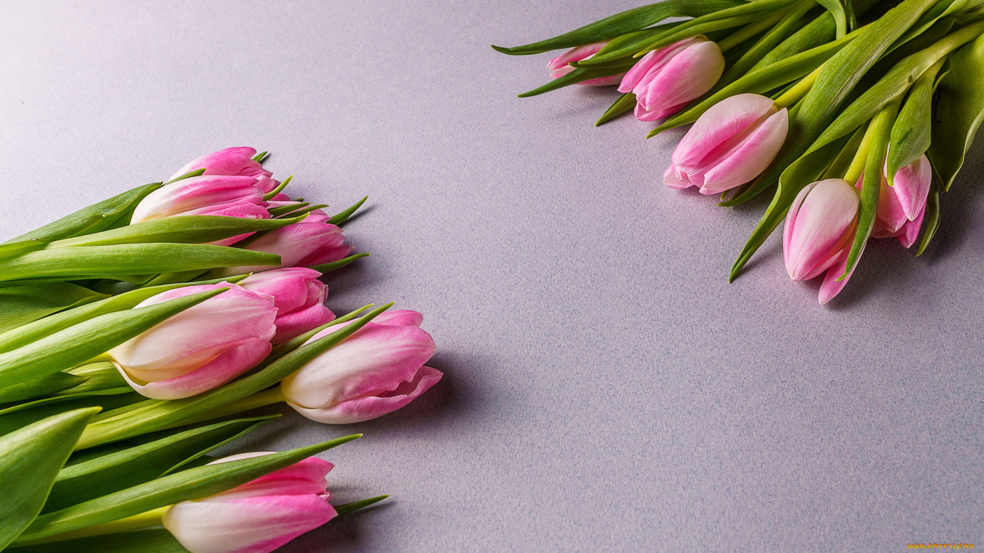 цветы, тюльпаны, бутоны