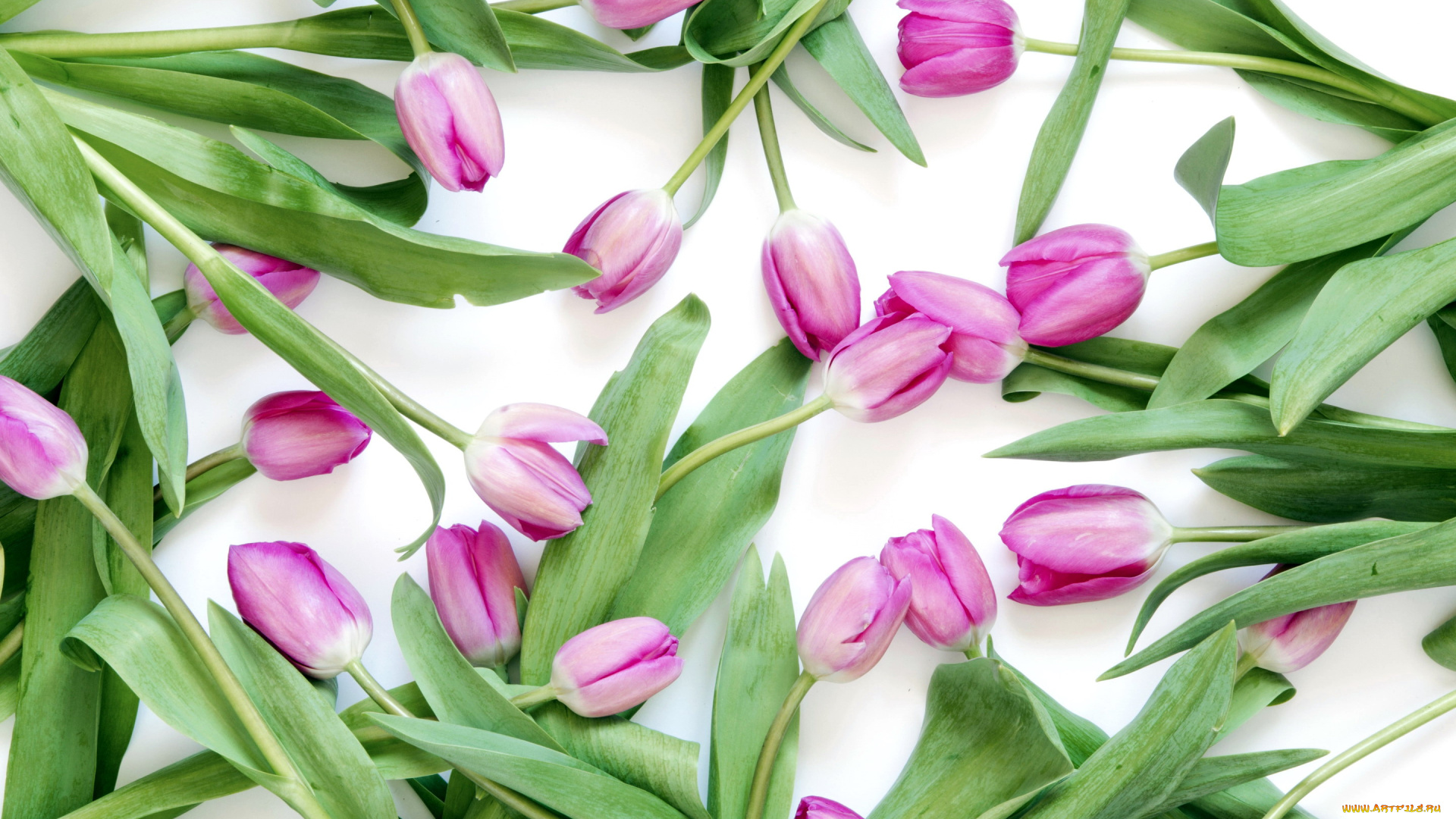 цветы, тюльпаны, бутоны