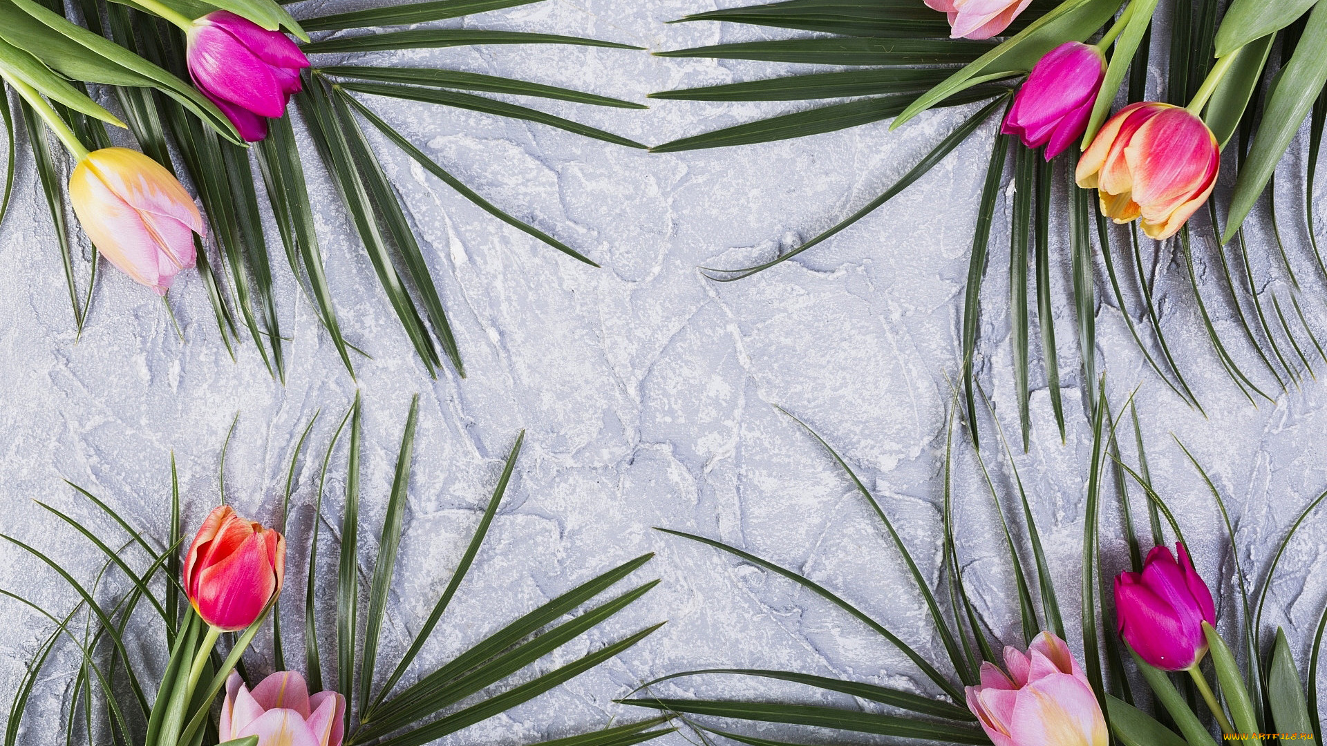 цветы, тюльпаны, бутоны