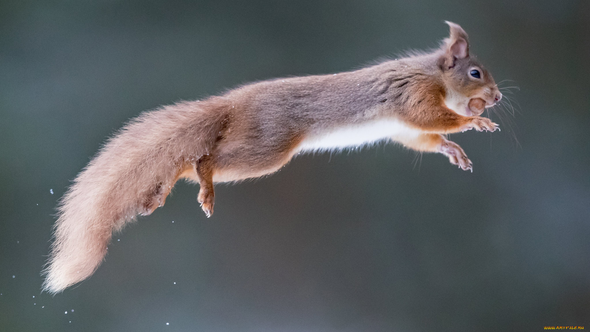 животные, белки, белка