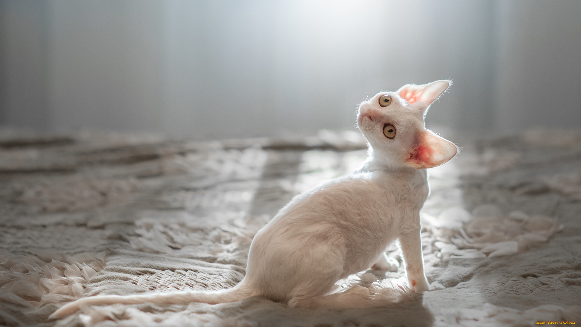 животные, коты, котёнок, корниш-рекс, ушки