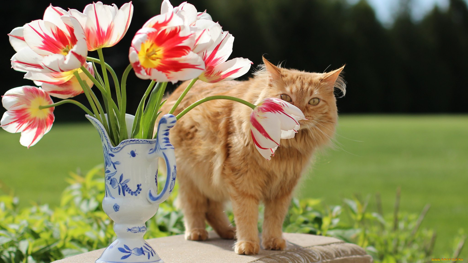 животные, коты, натюрморт