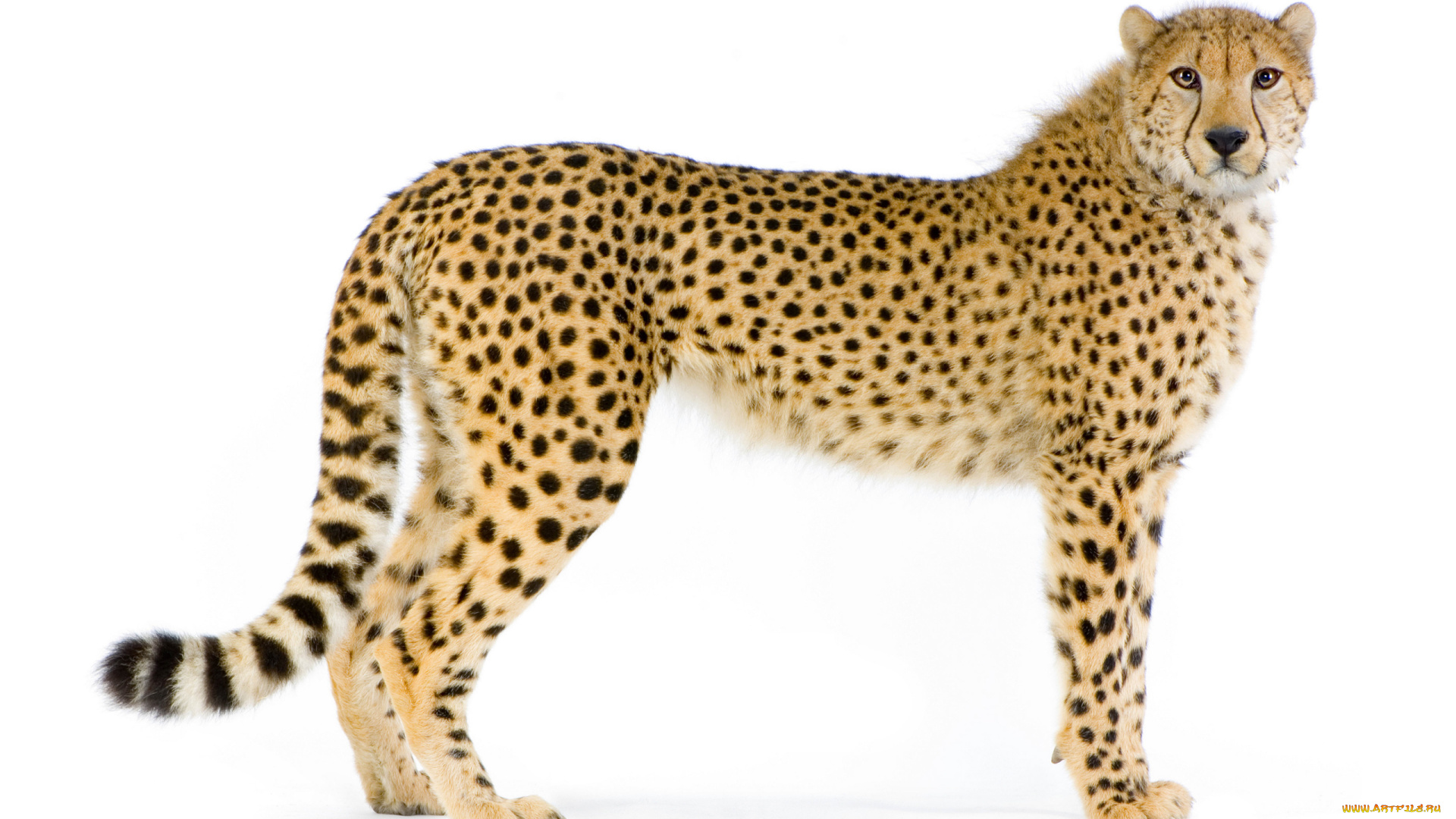 животные, леопарды, леопард