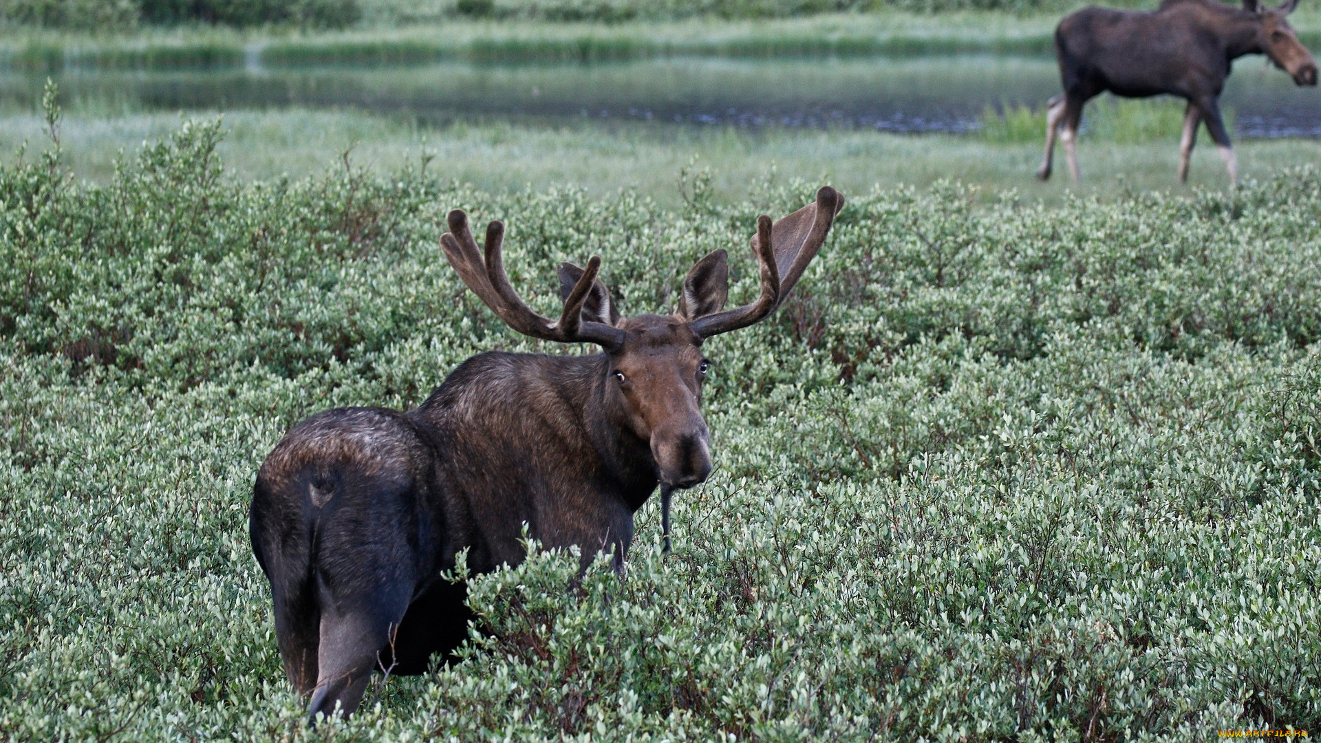 животные, лоси, лось