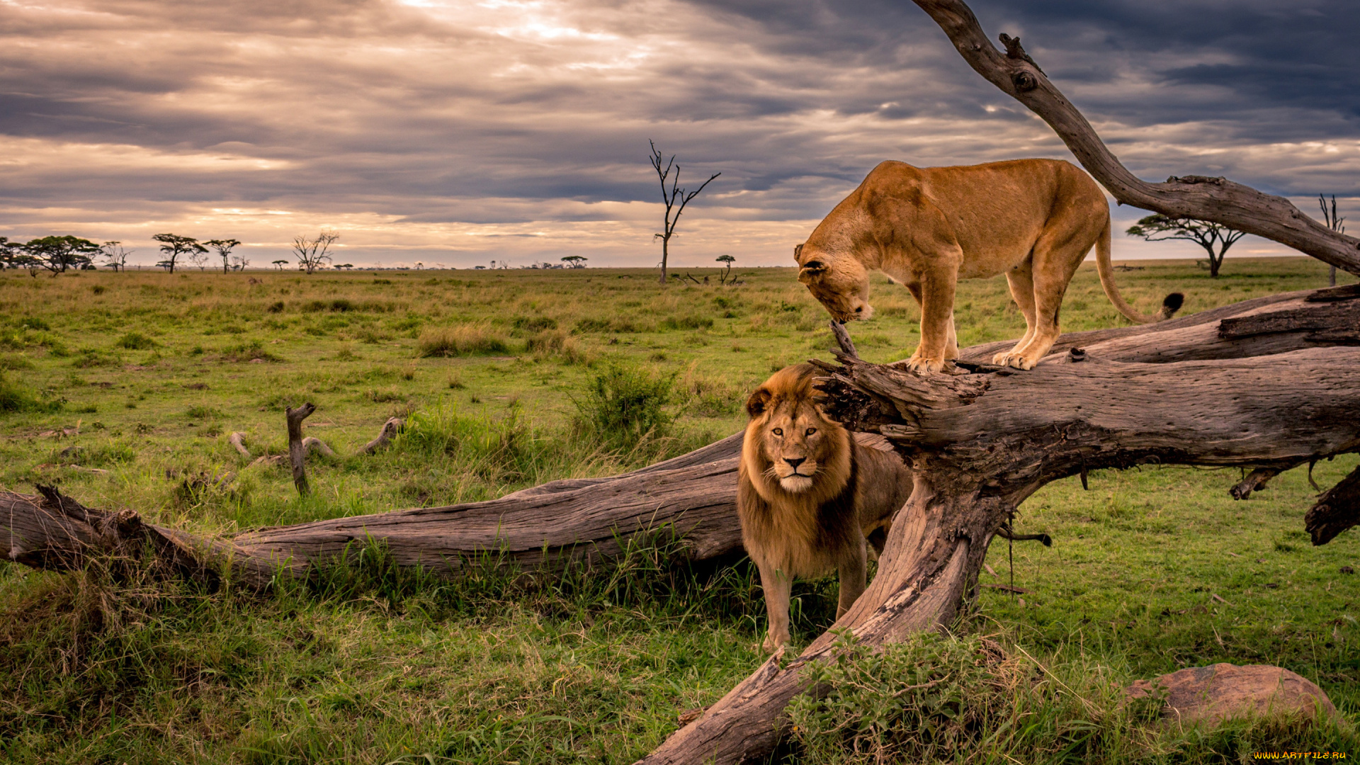 животные, львы