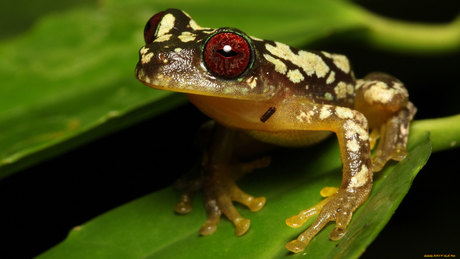 животные, лягушки, листья, древесная, лягушка