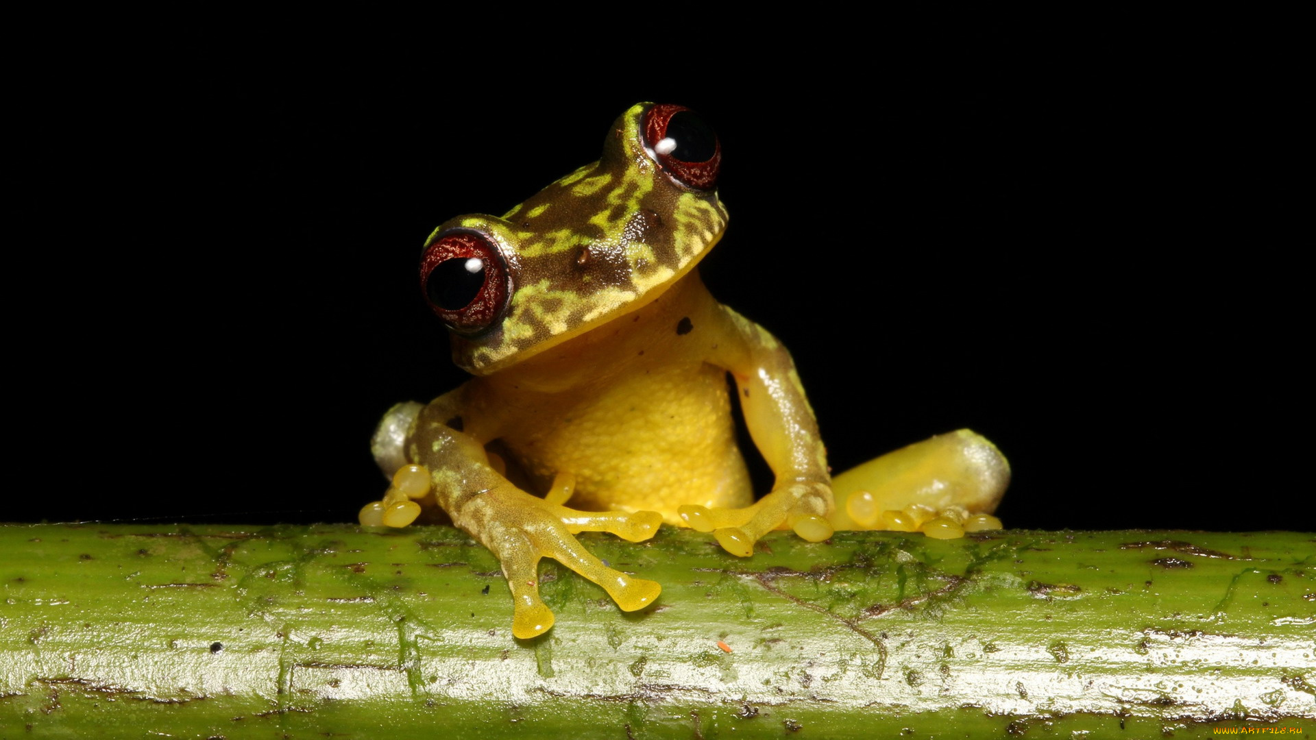 животные, лягушки, лягушка, древесная, стебель