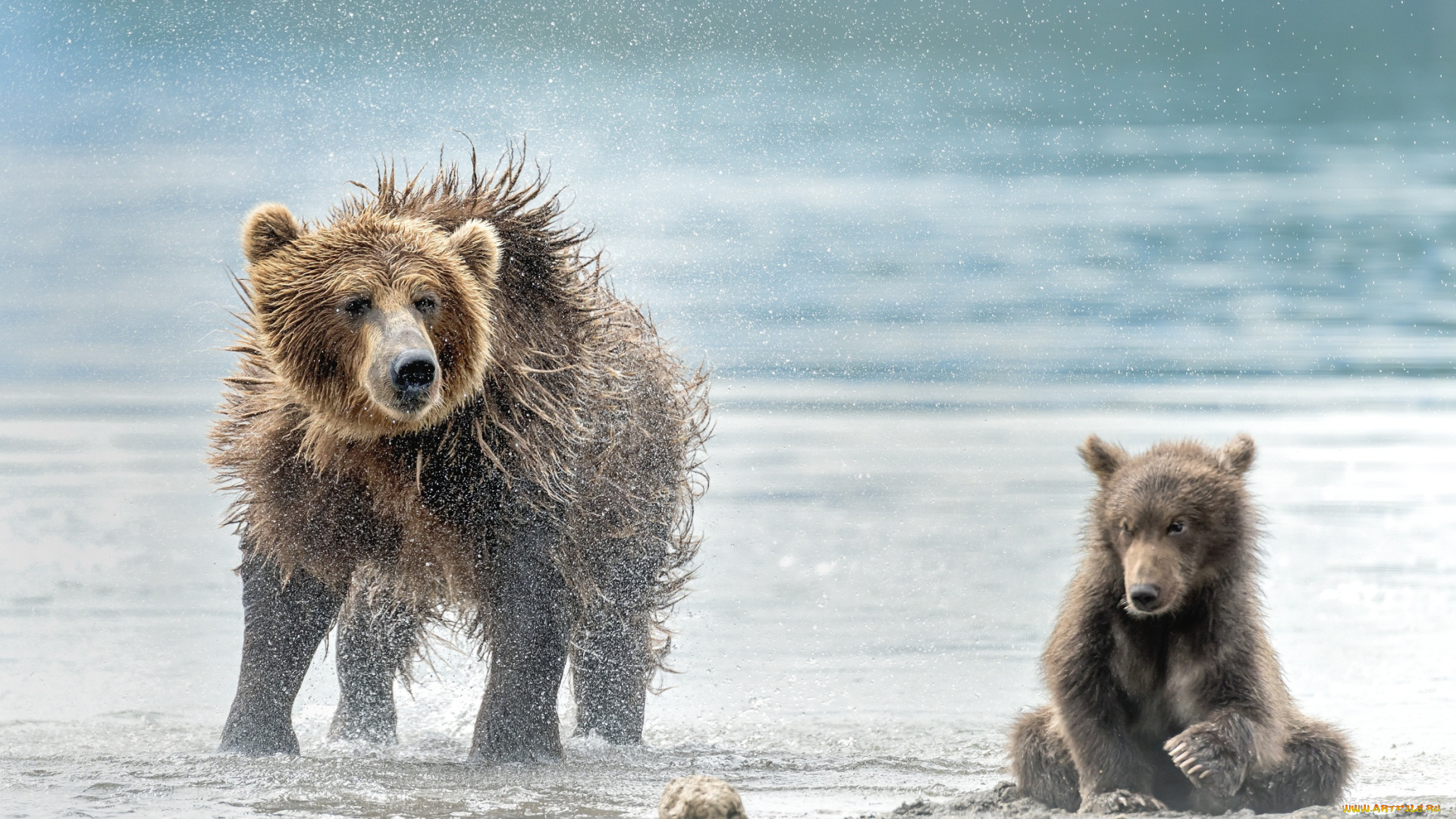 животные, медведи, млекопитающие, хищники