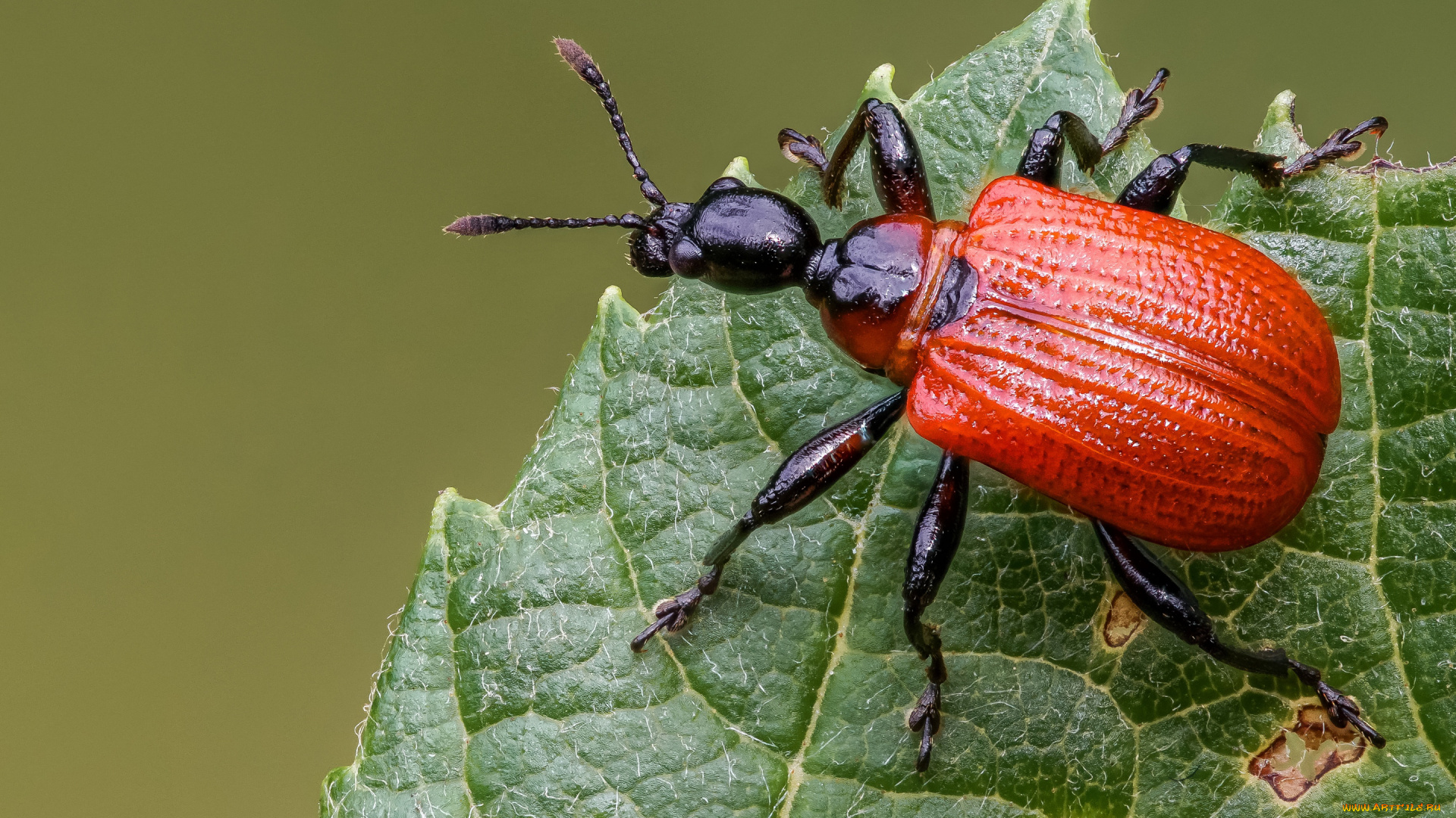 животные, насекомые, жук