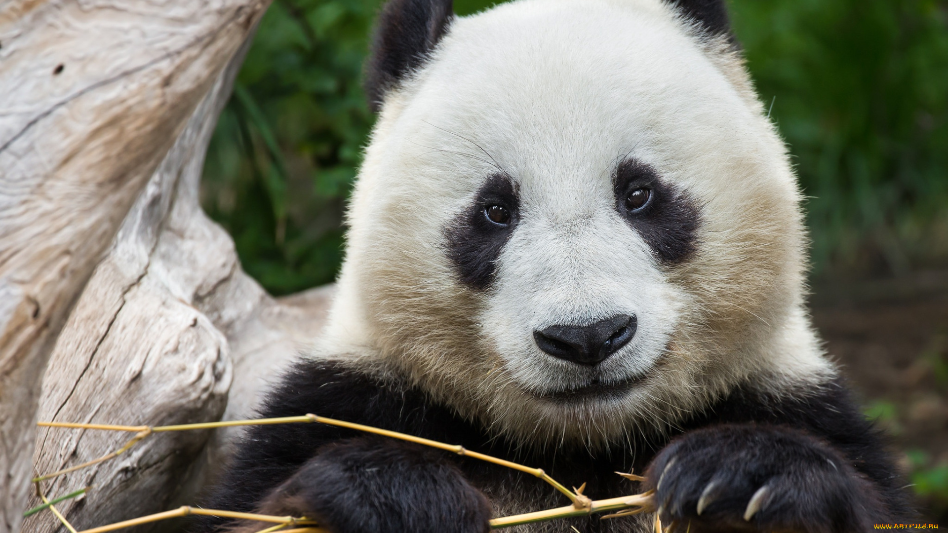 животные, панды, панда