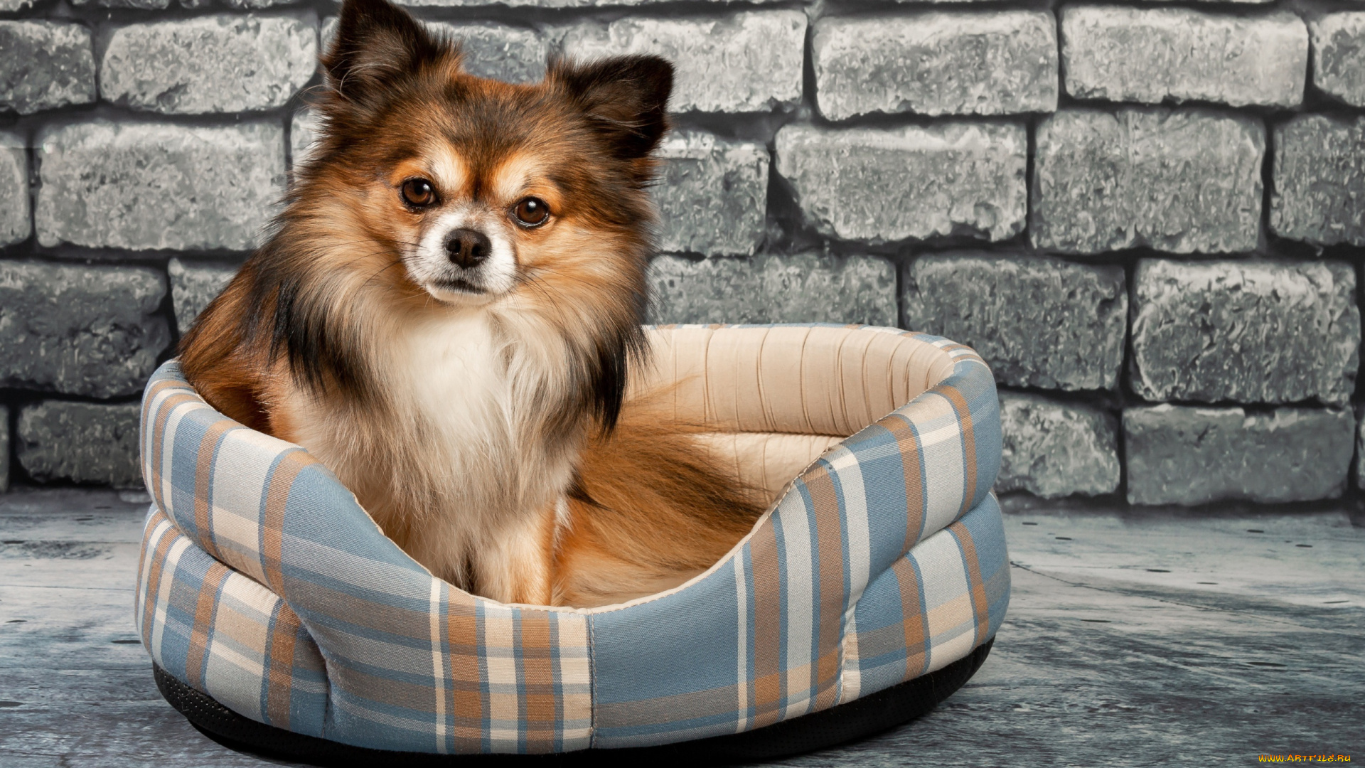 животные, собаки, чихуахуа