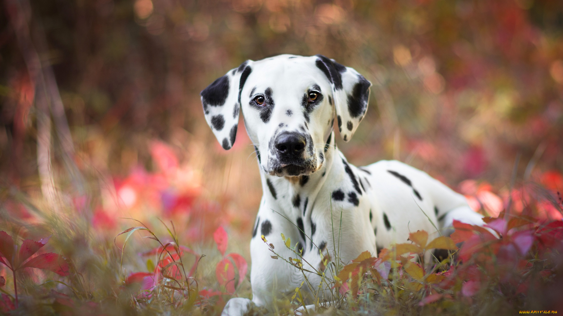 животные, собаки, взгляд, собака