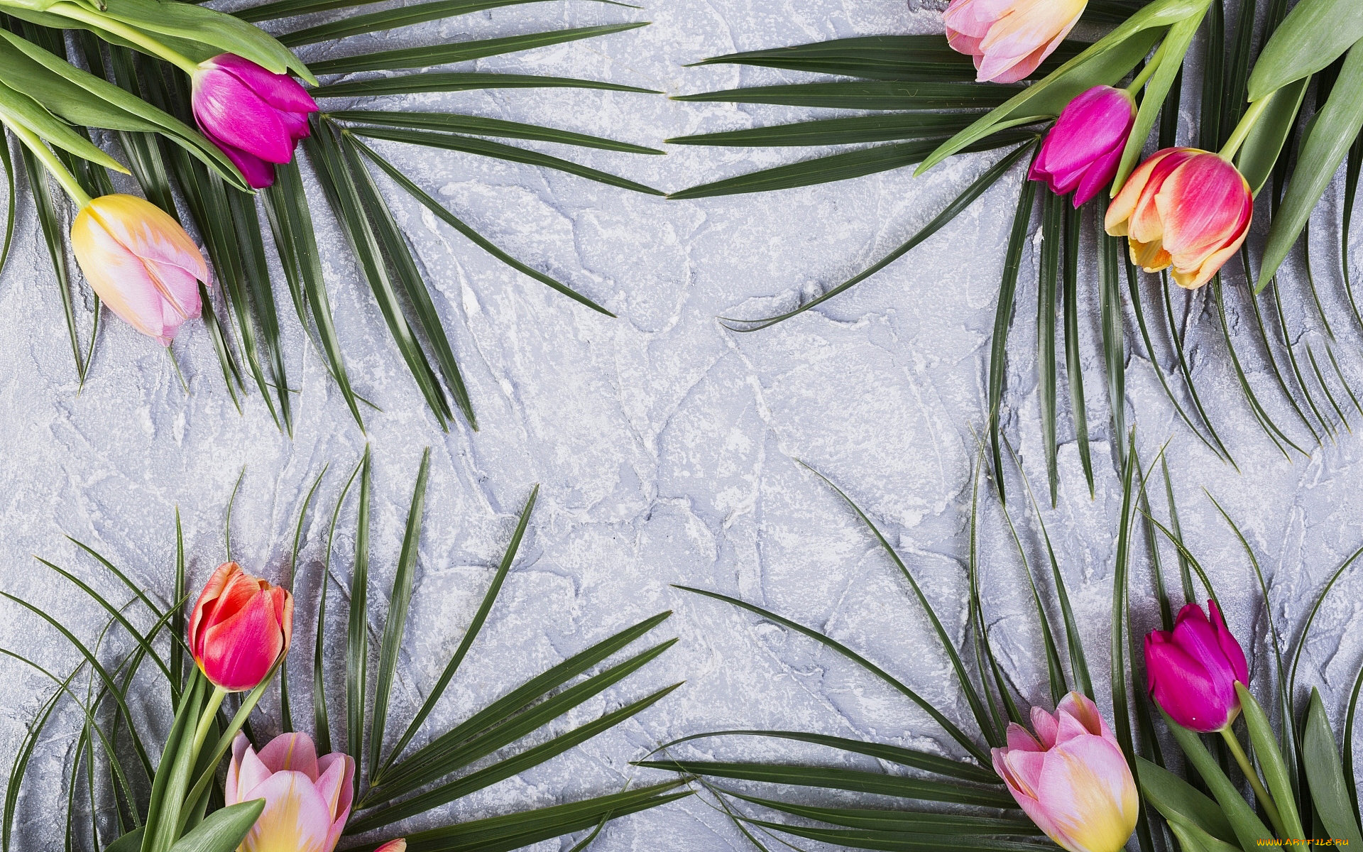 цветы, тюльпаны, бутоны