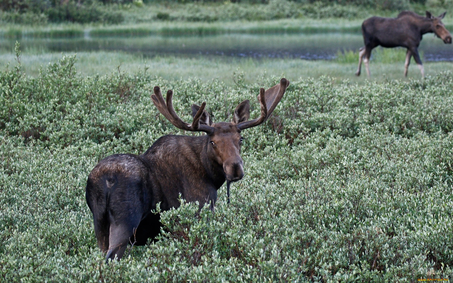 животные, лоси, лось