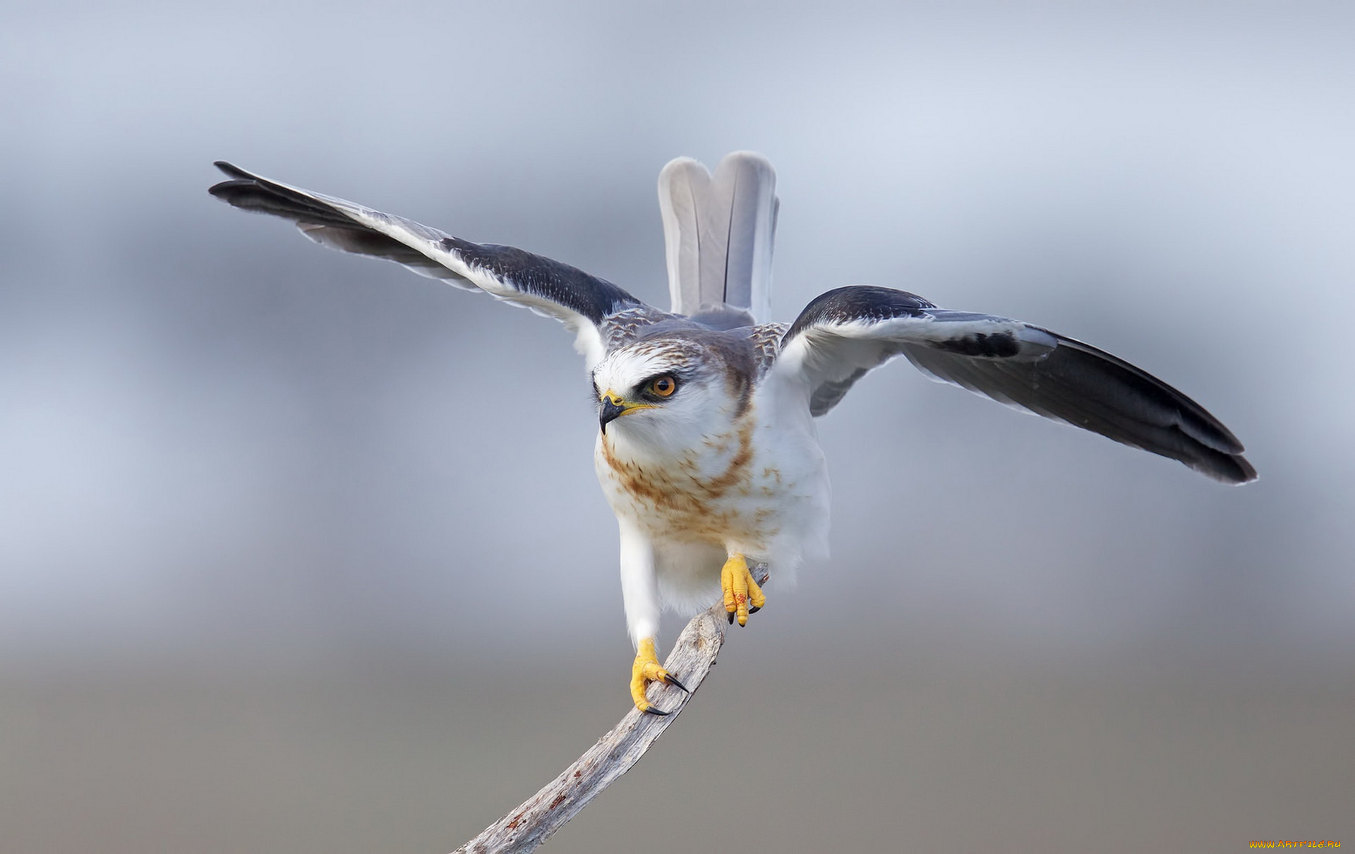 животные, птицы, -, хищники, белохвостый, дымчатый, коршун