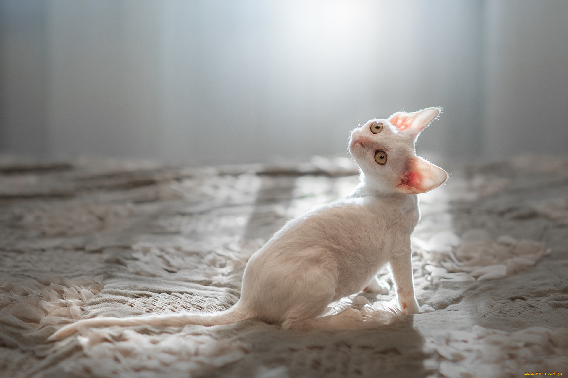 животные, коты, котёнок, корниш-рекс, ушки