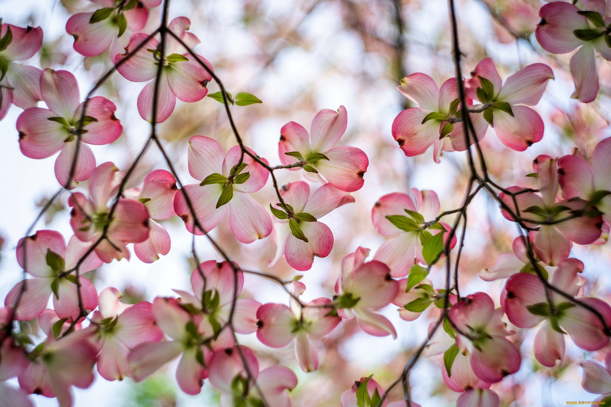 цветы, кизил, ветка