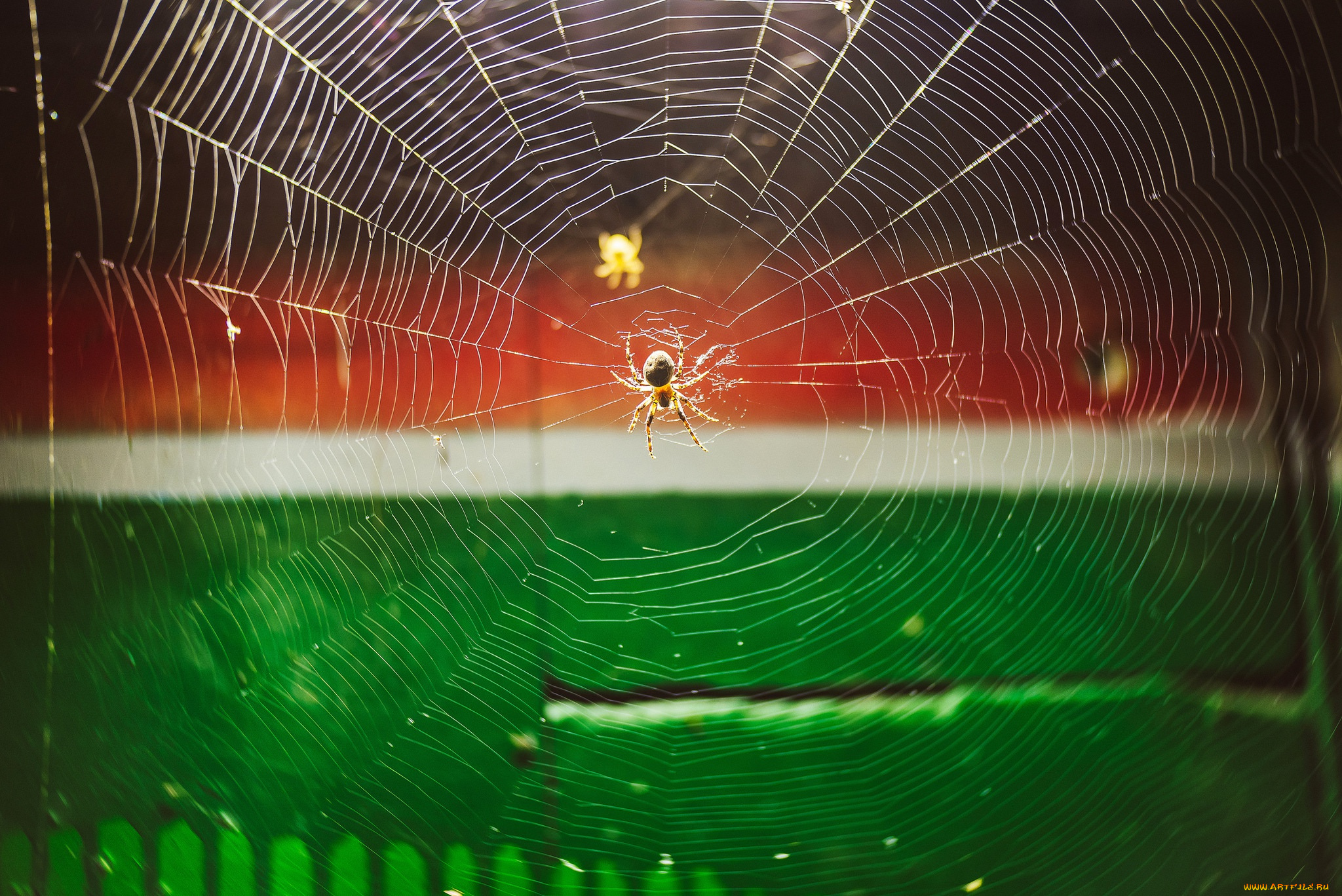 животные, пауки, паук