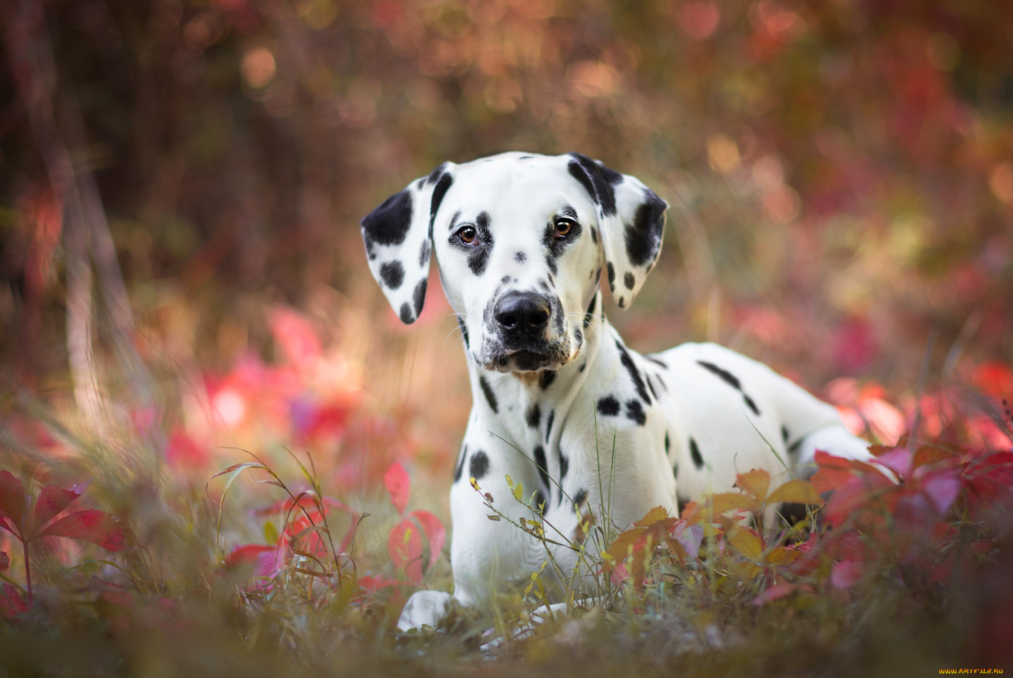 животные, собаки, взгляд, собака