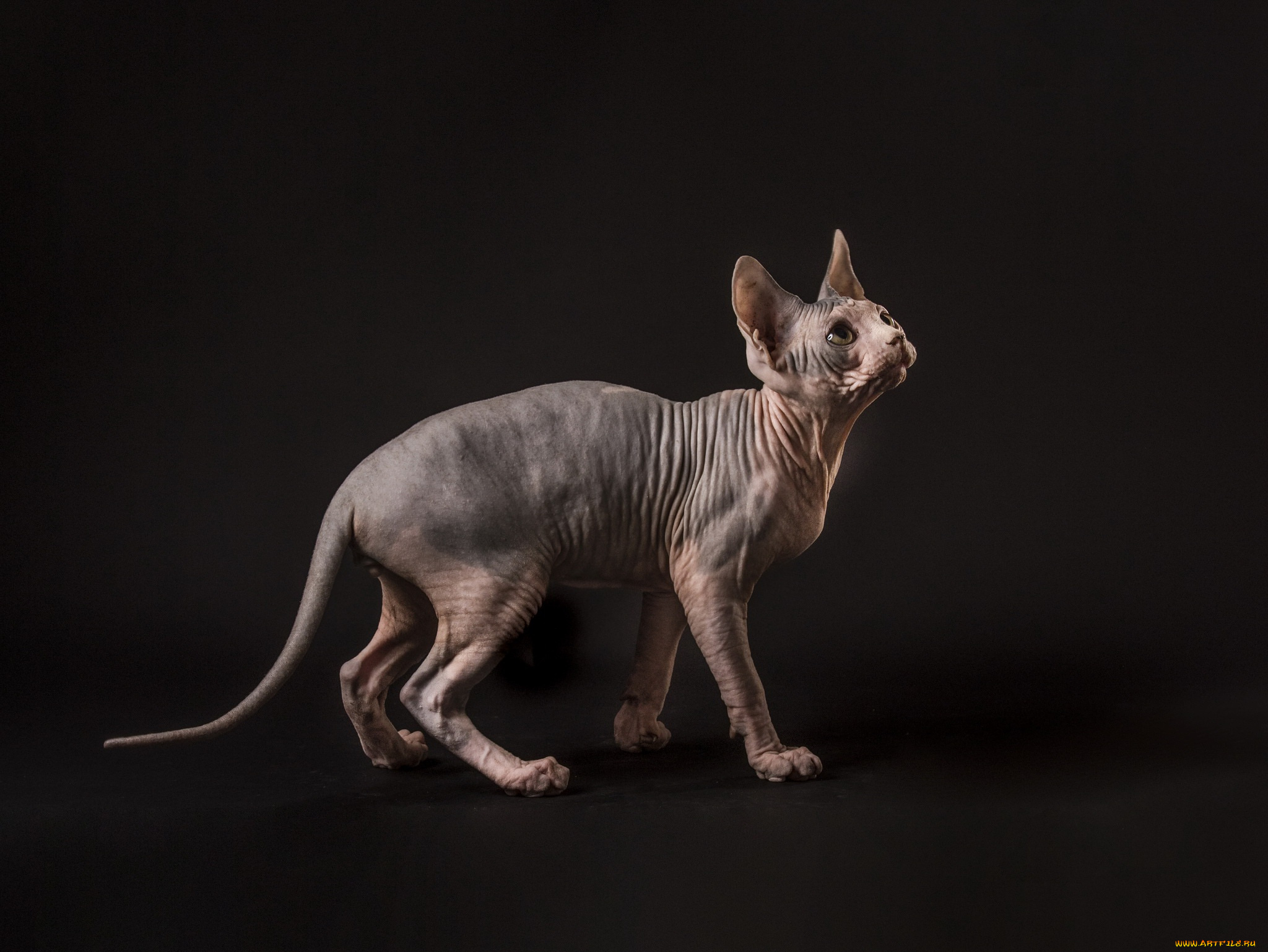 животные, коты, кошка, фон, сфинкс