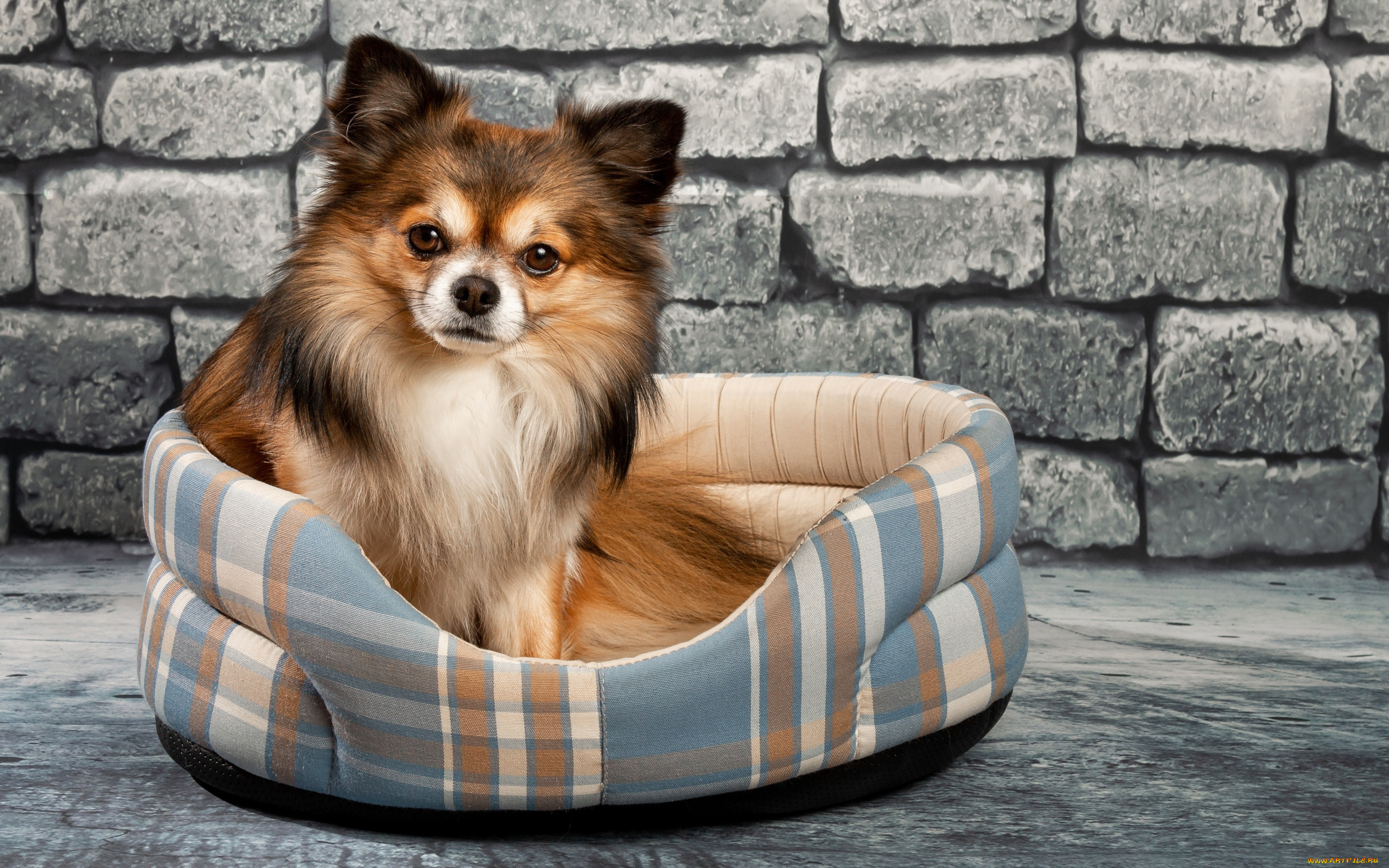 животные, собаки, чихуахуа