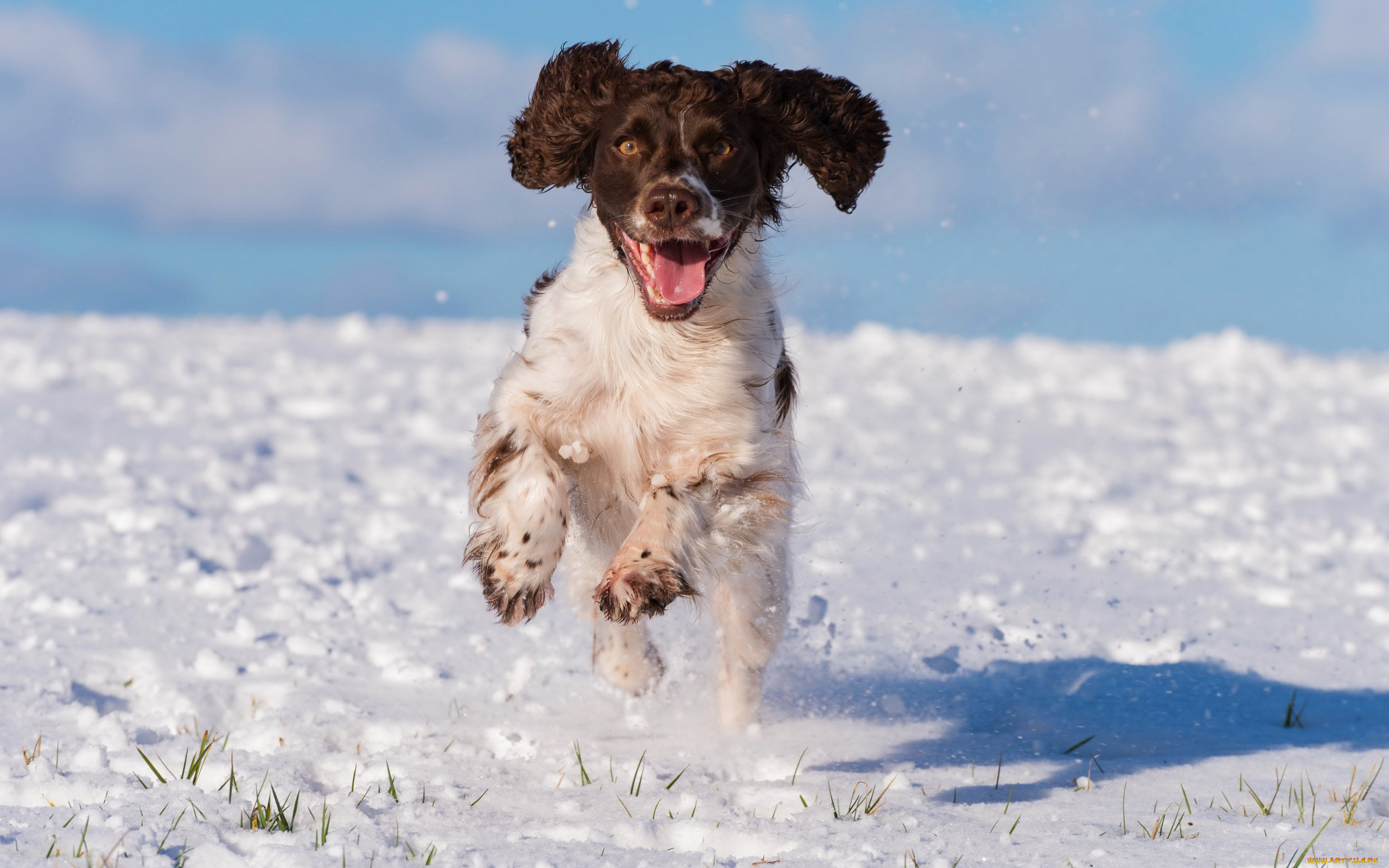 животные, собаки, собака, взгляд