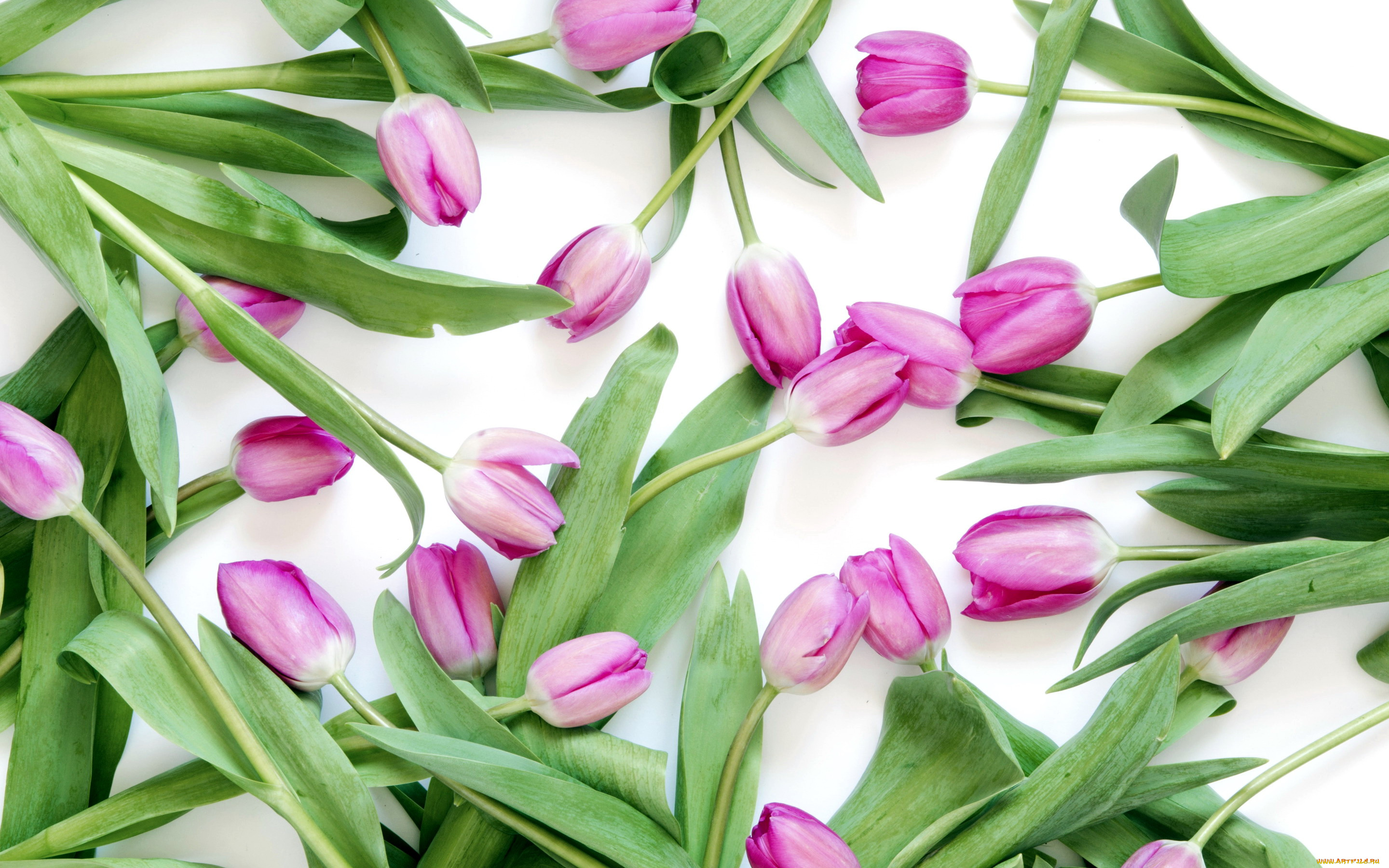 цветы, тюльпаны, бутоны