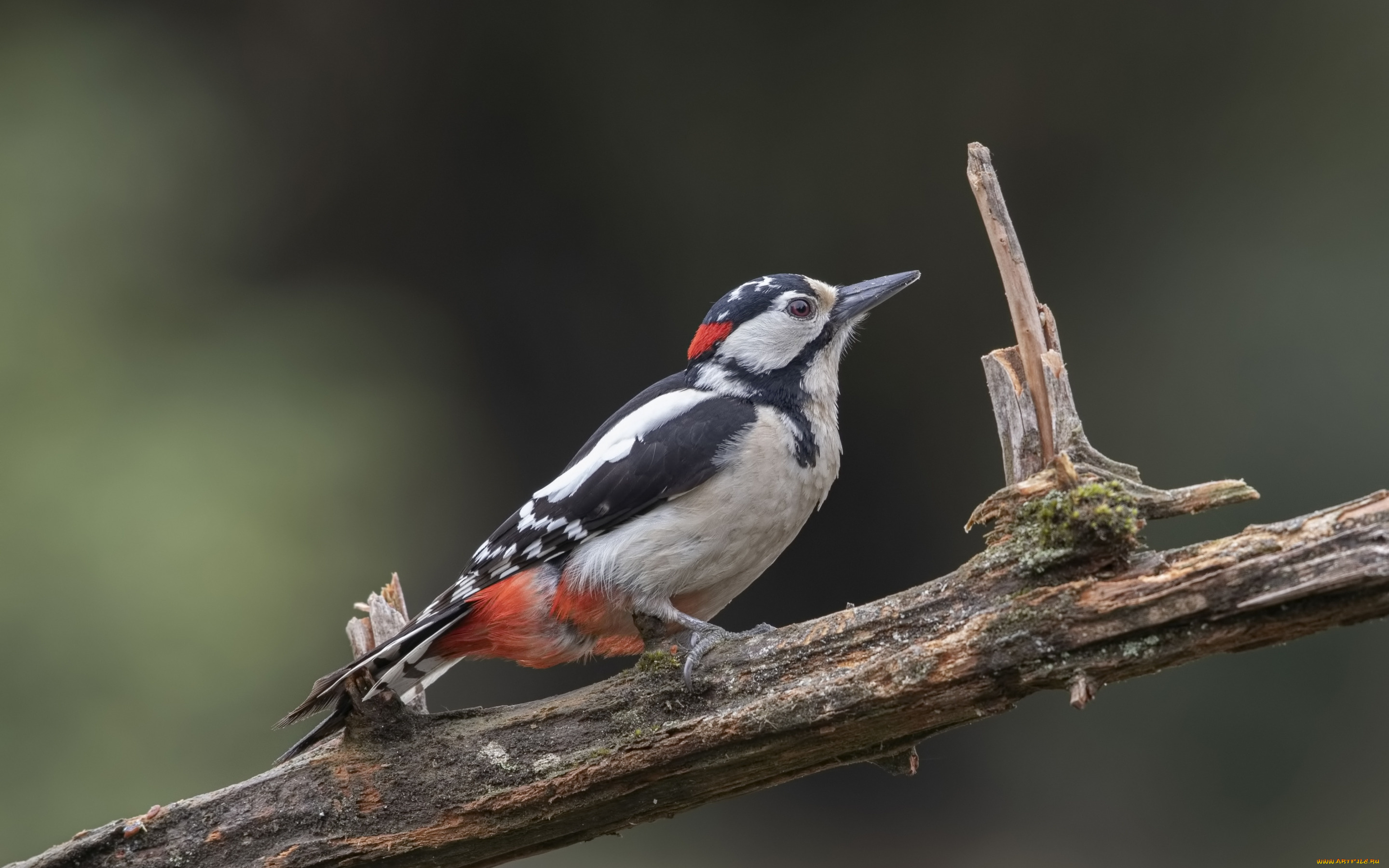 животные, дятлы, дятел