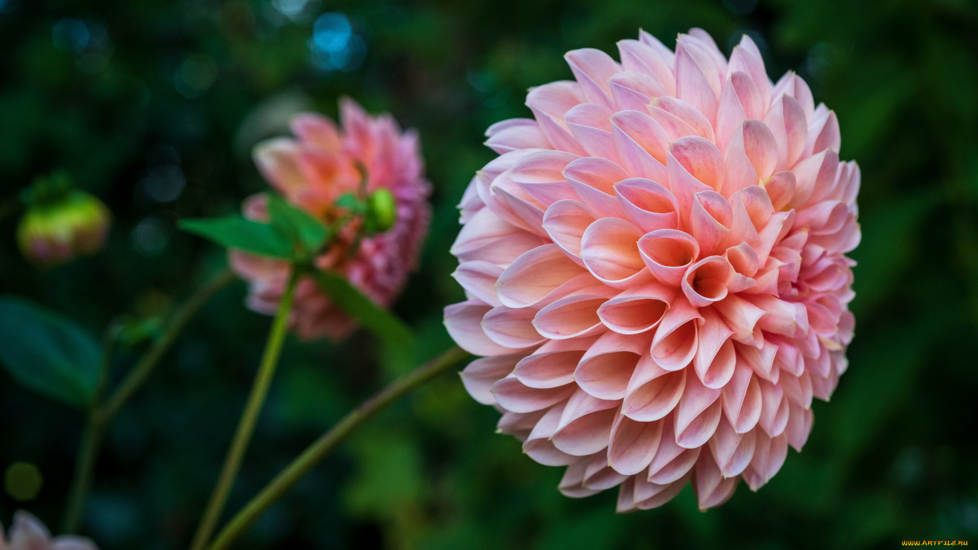 цветы, георгины, розовый, георгин, макро