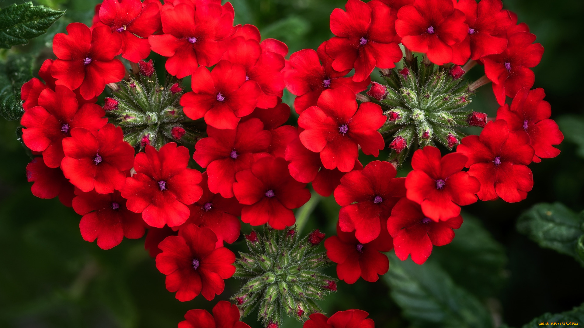 цветы, вербена, алая, макро