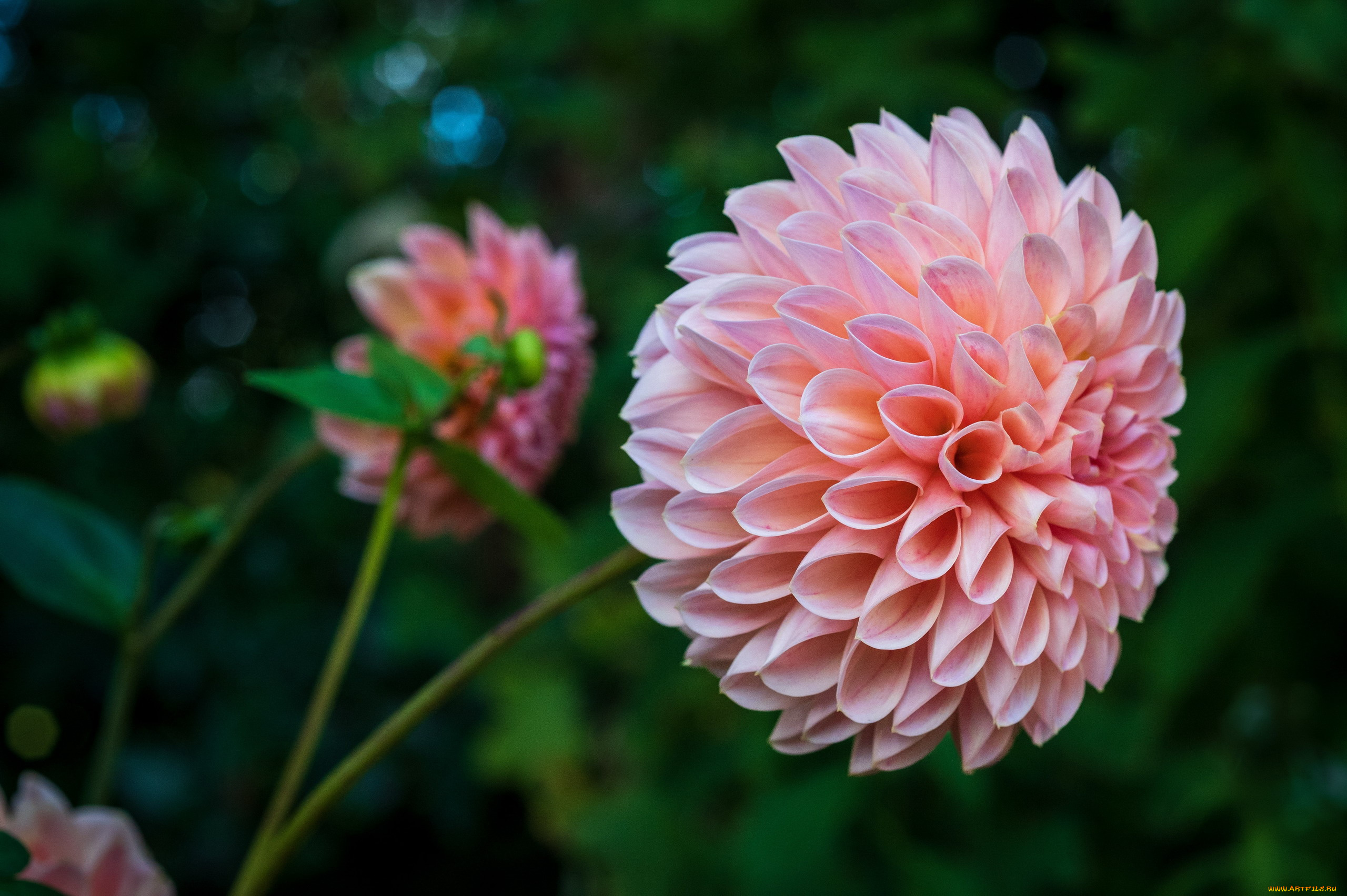 цветы, георгины, розовый, георгин, макро