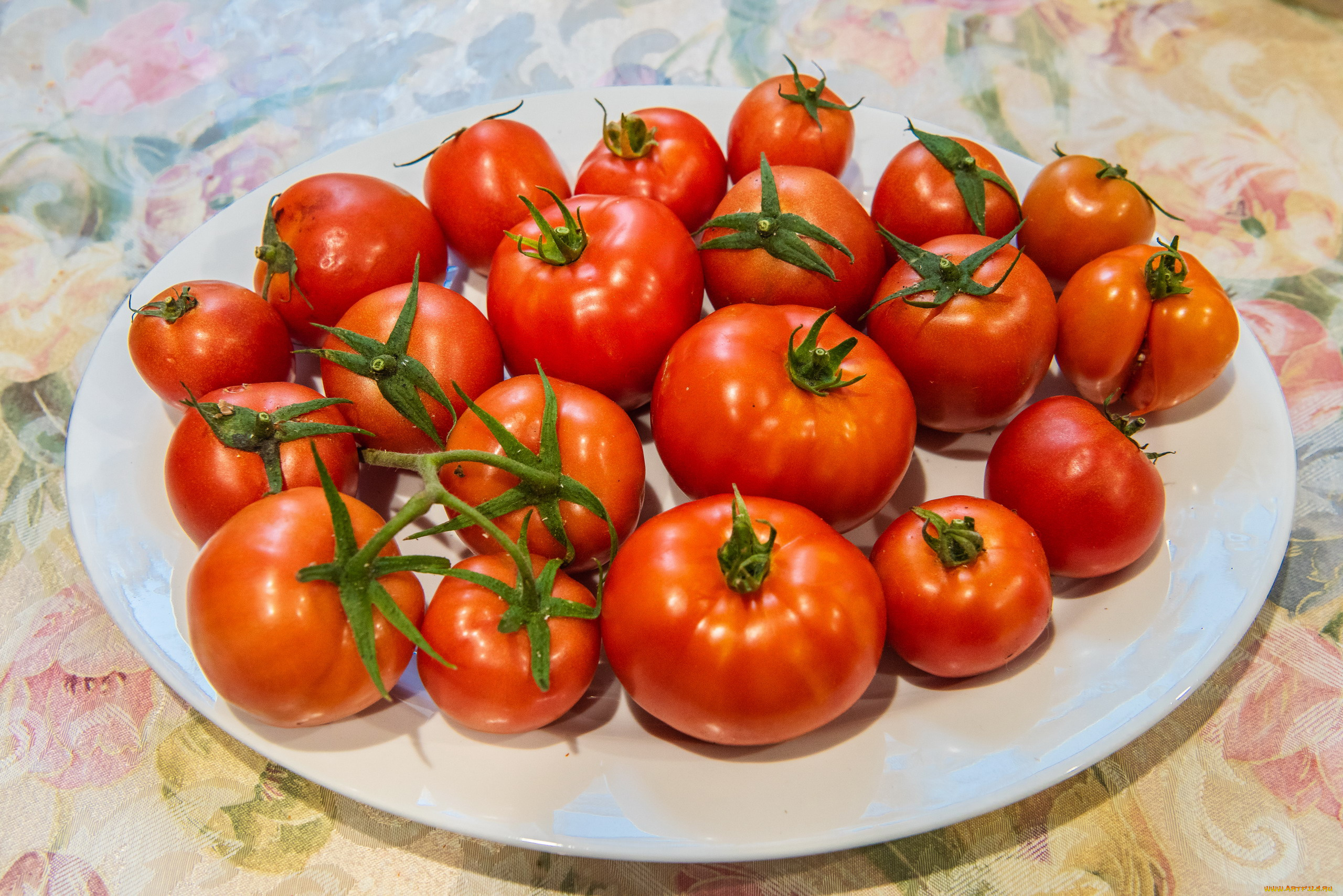 еда, помидоры, блюдо, красные, спелые