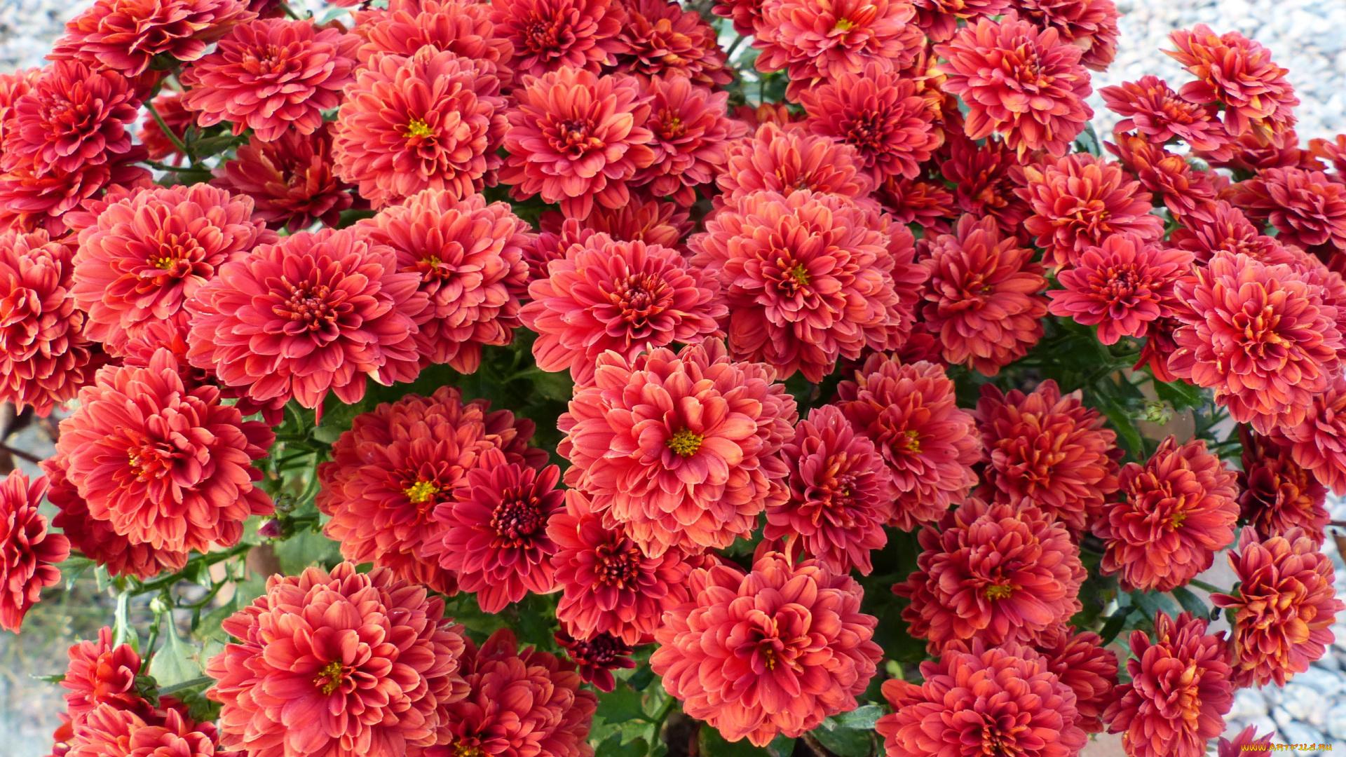 цветы, хризантемы, много