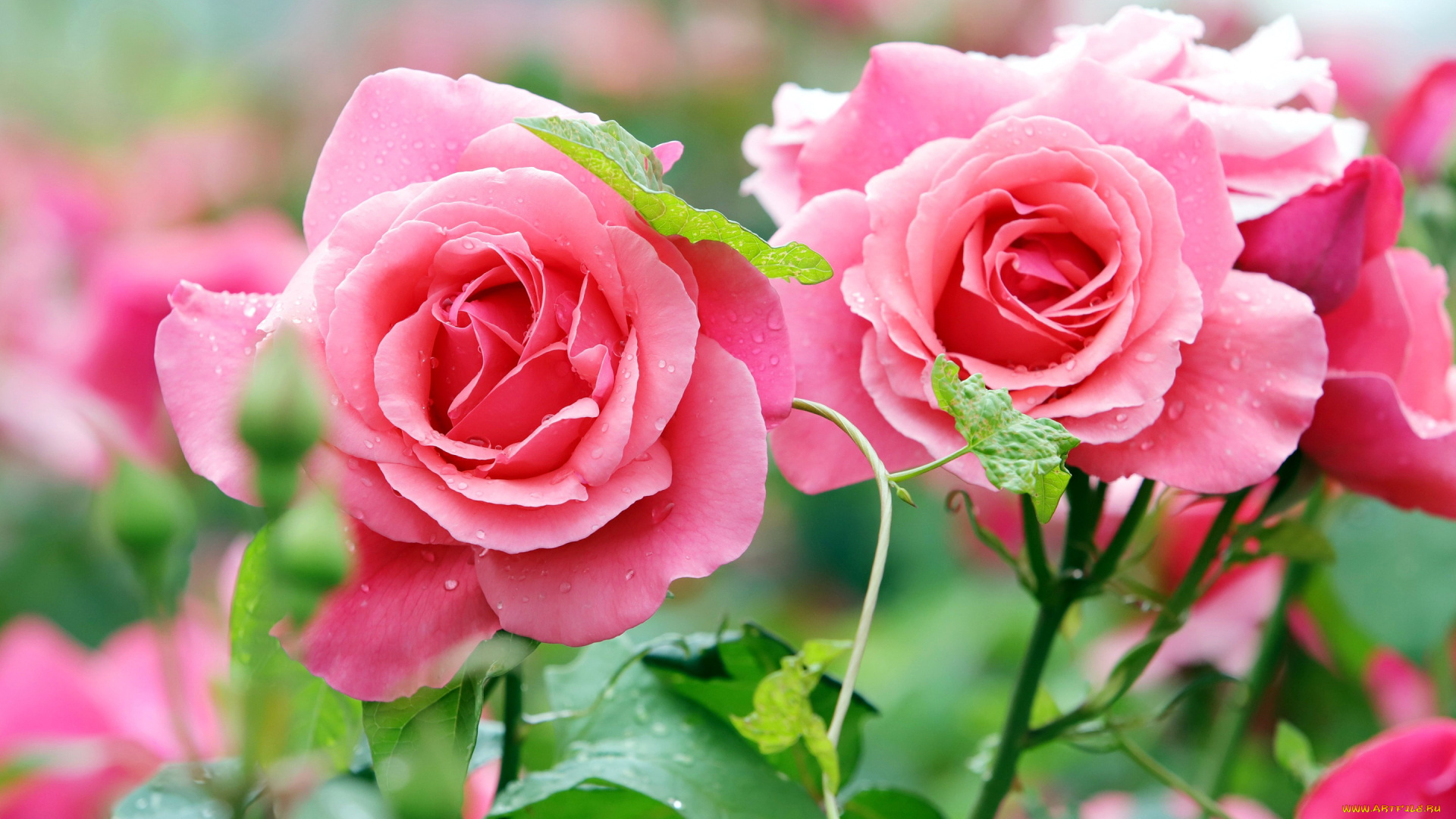 цветы, розы, розовые, дуэт, капли