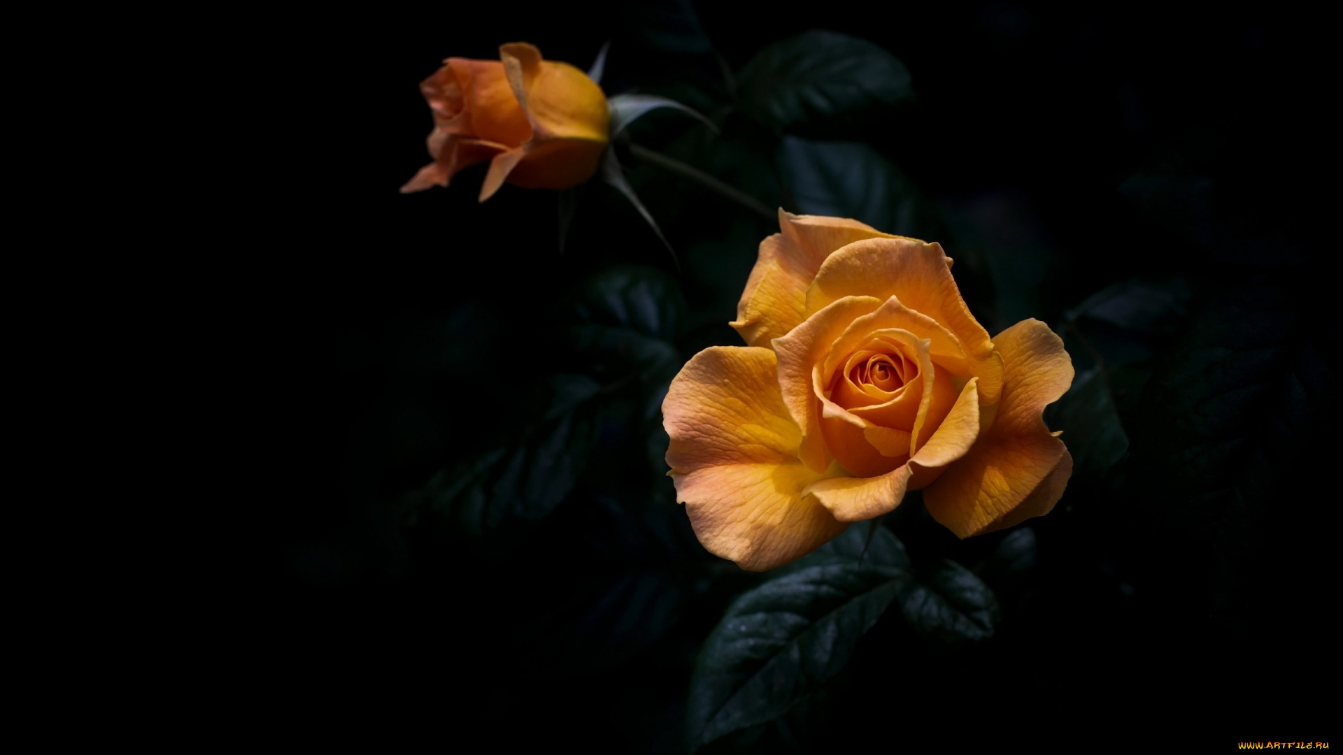 цветы, розы, желтая, роза, бутон