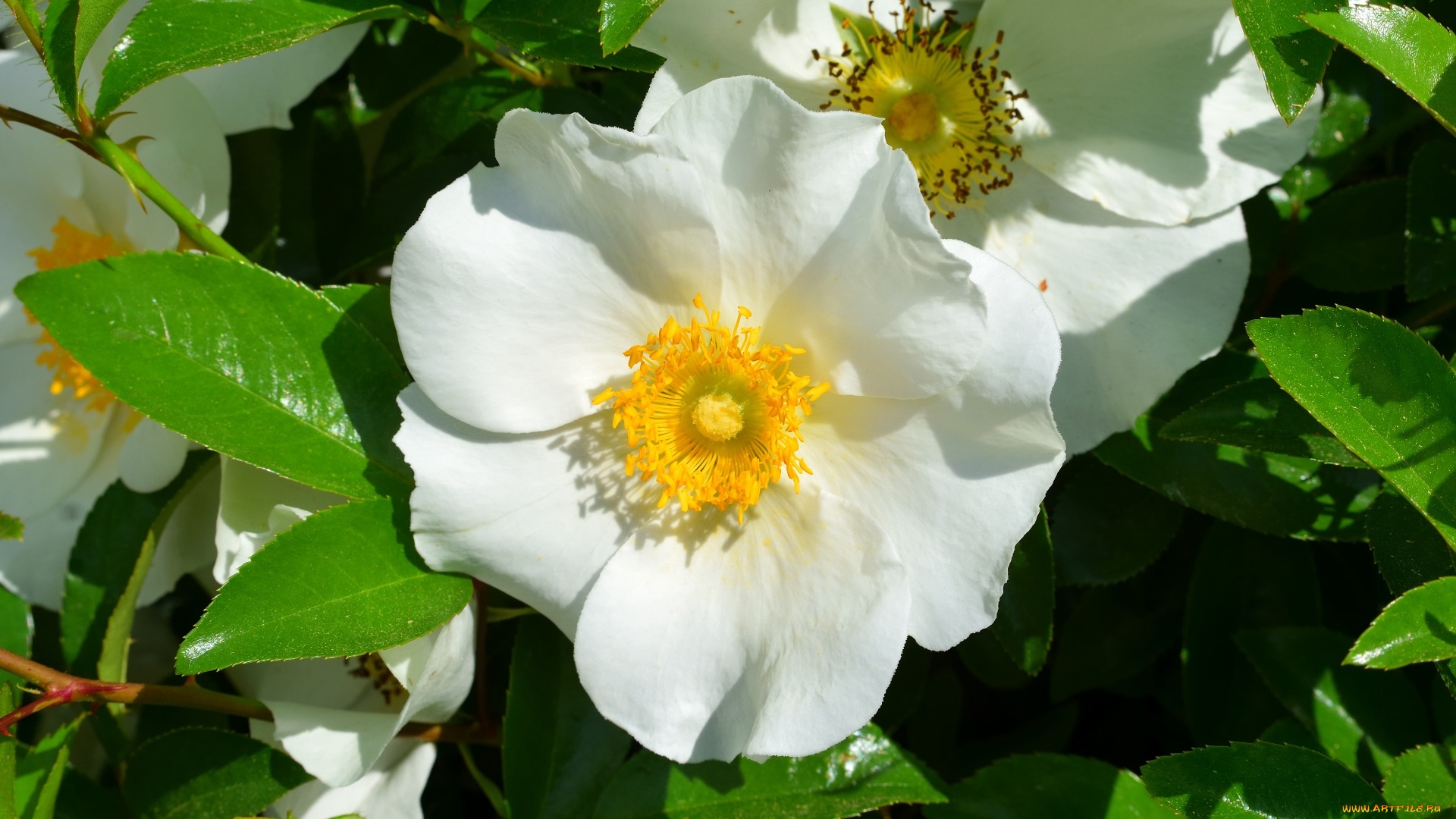 цветы, шиповник, листья, белый
