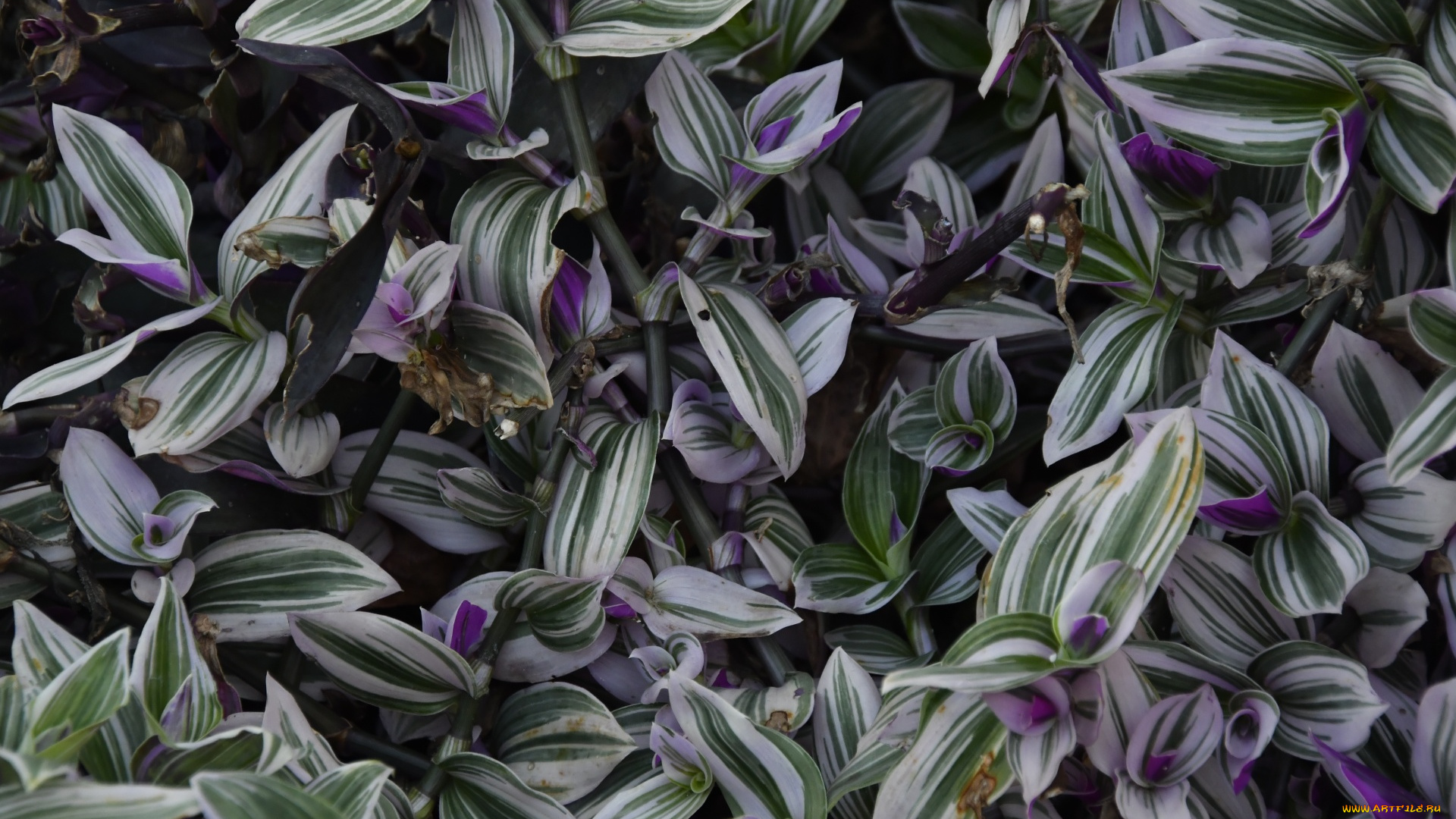 цветы, традесканции, полосатые, листья