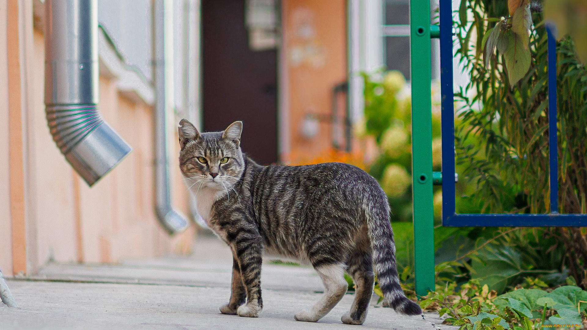 животные, коты, кот, кошак, котяра