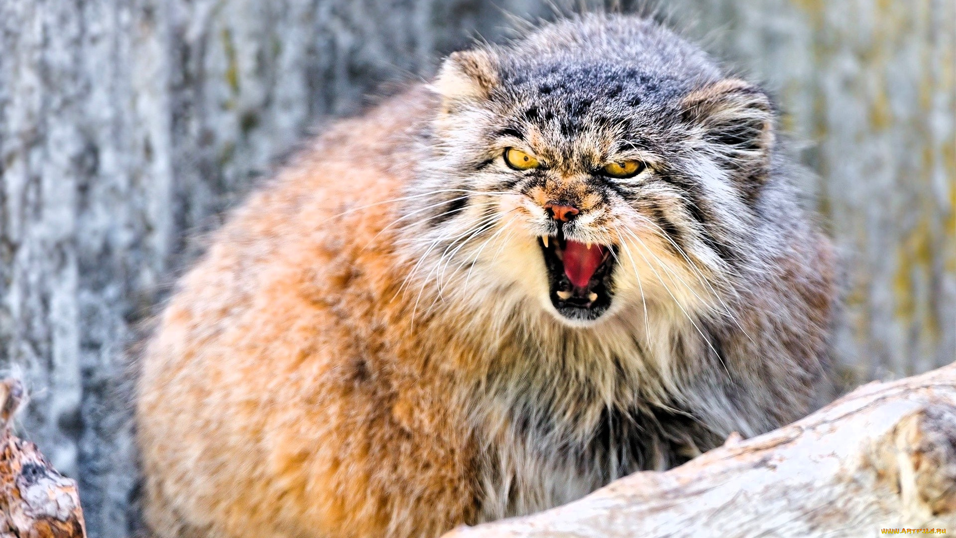 животные, манулы, манул, бревно