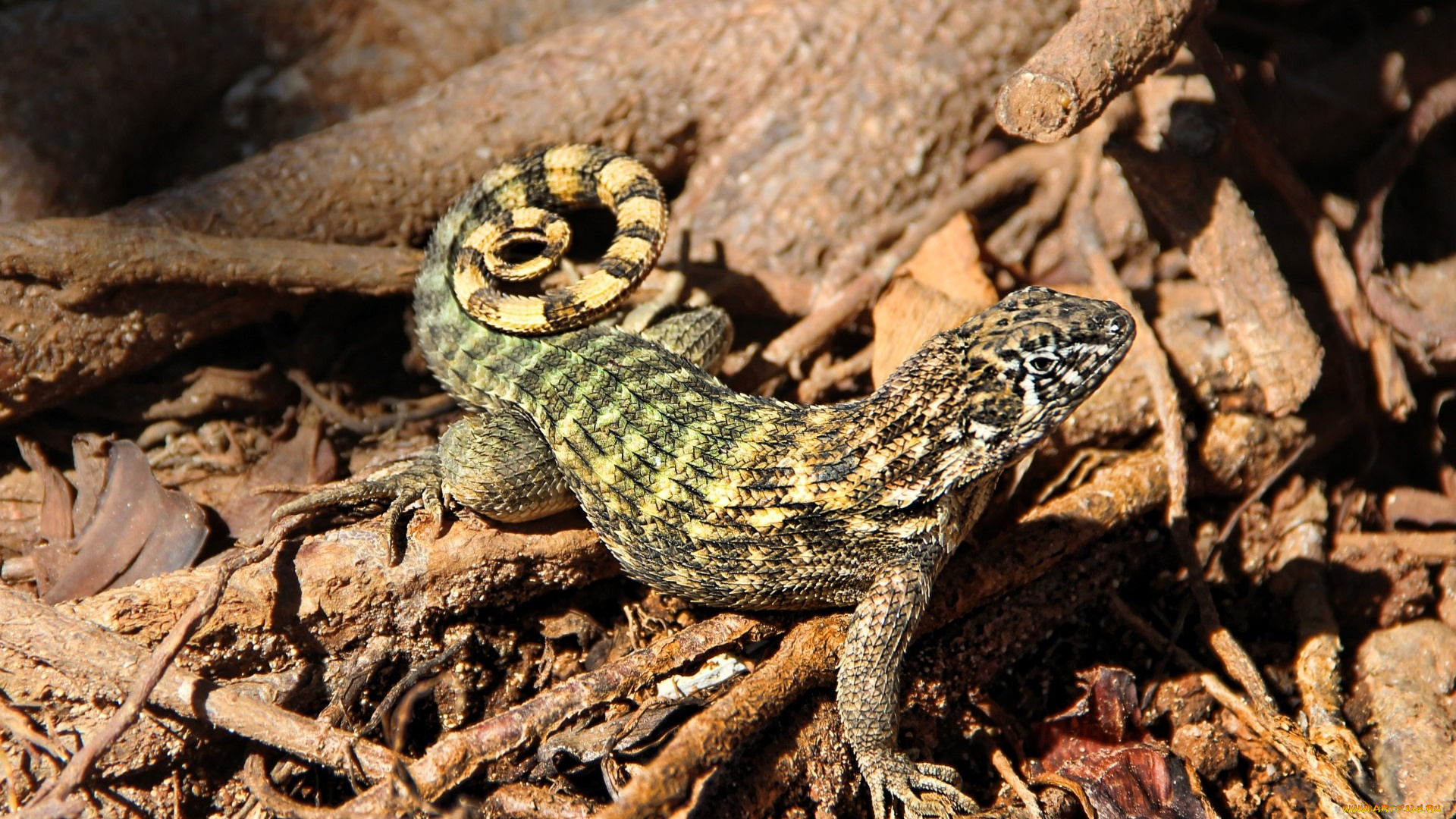животные, ящерицы, , игуаны, , вараны, ящерица, бревна, хворост