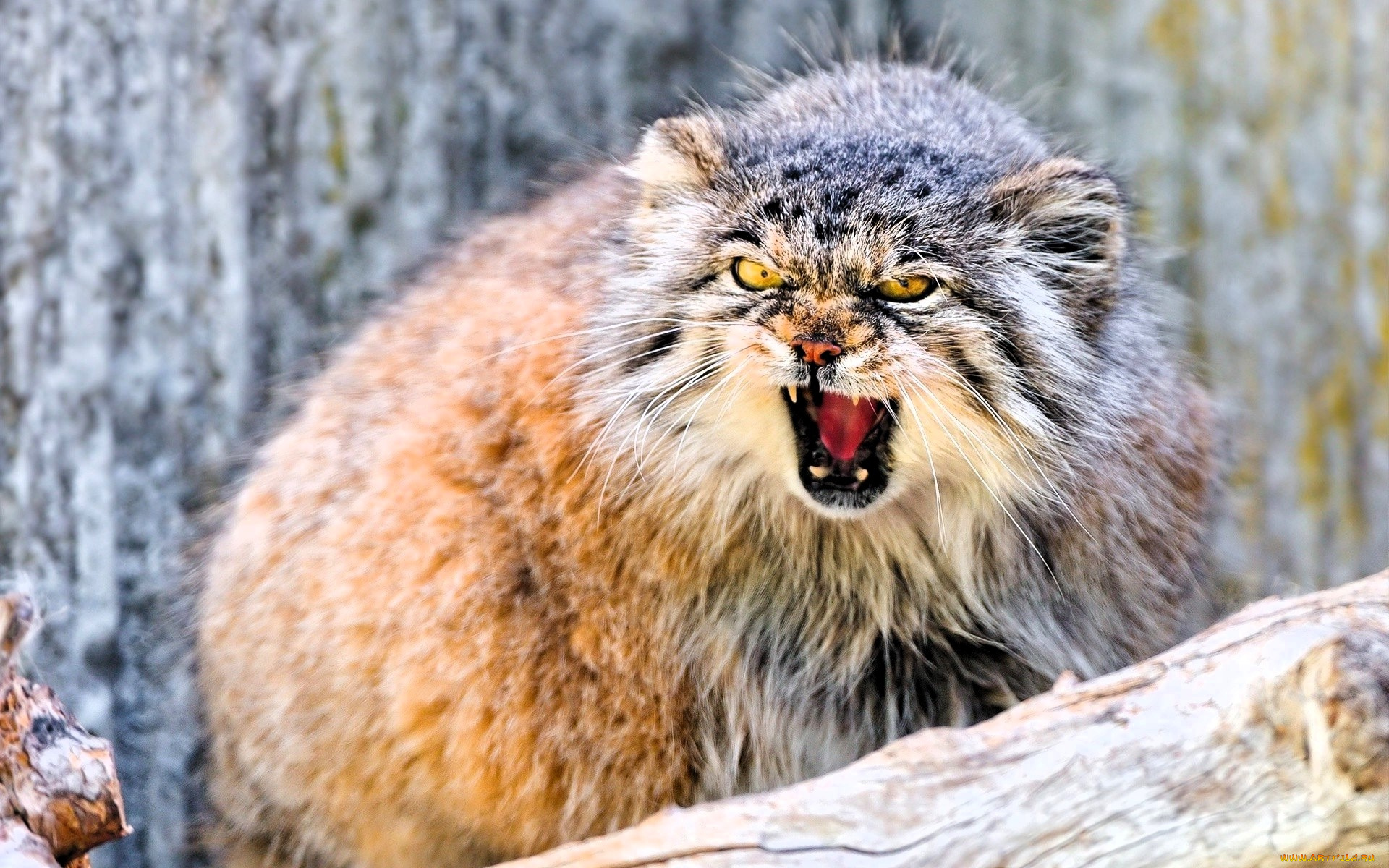 животные, манулы, манул, бревно